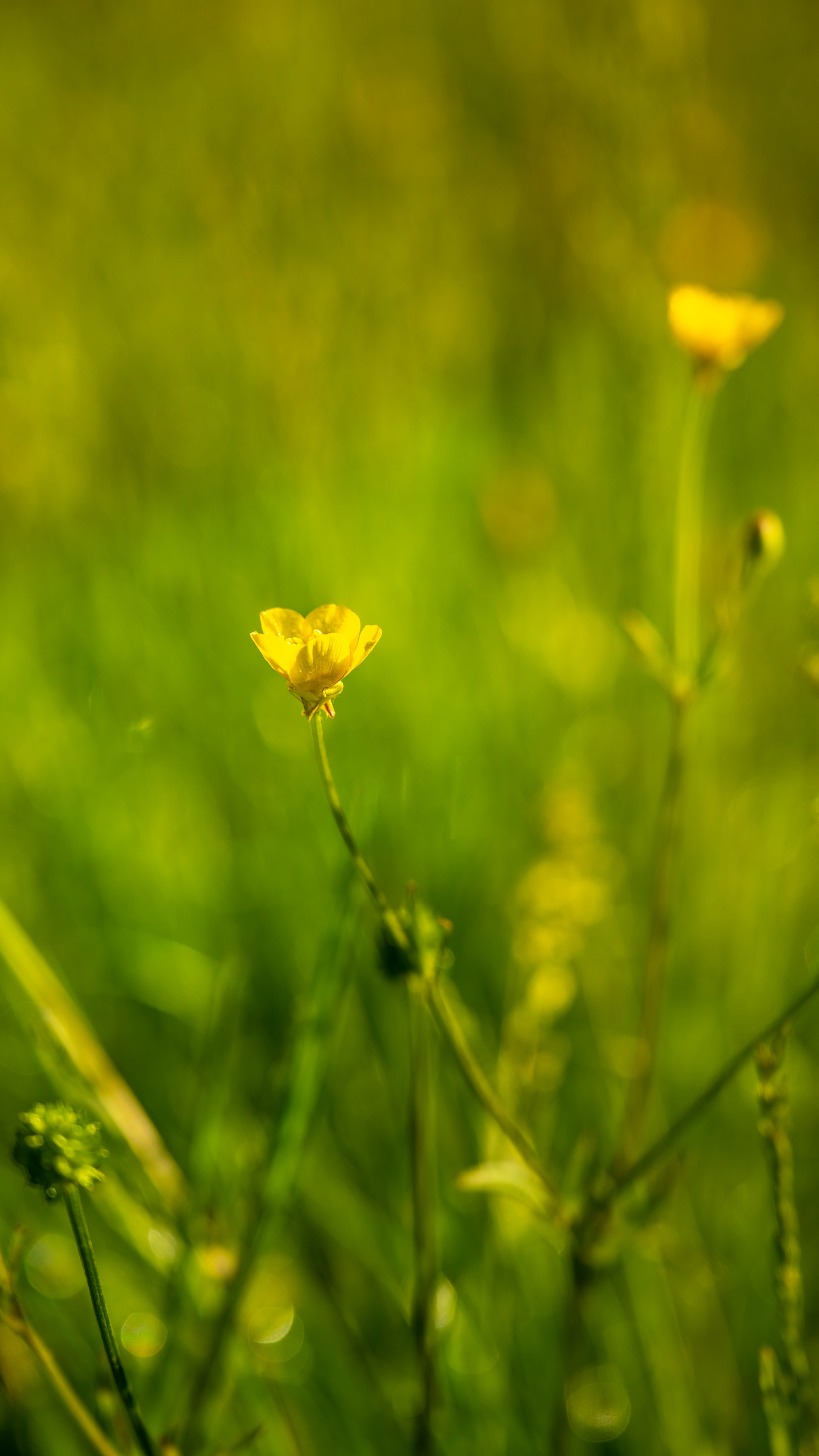 (c) Crédits Ju Walspeck