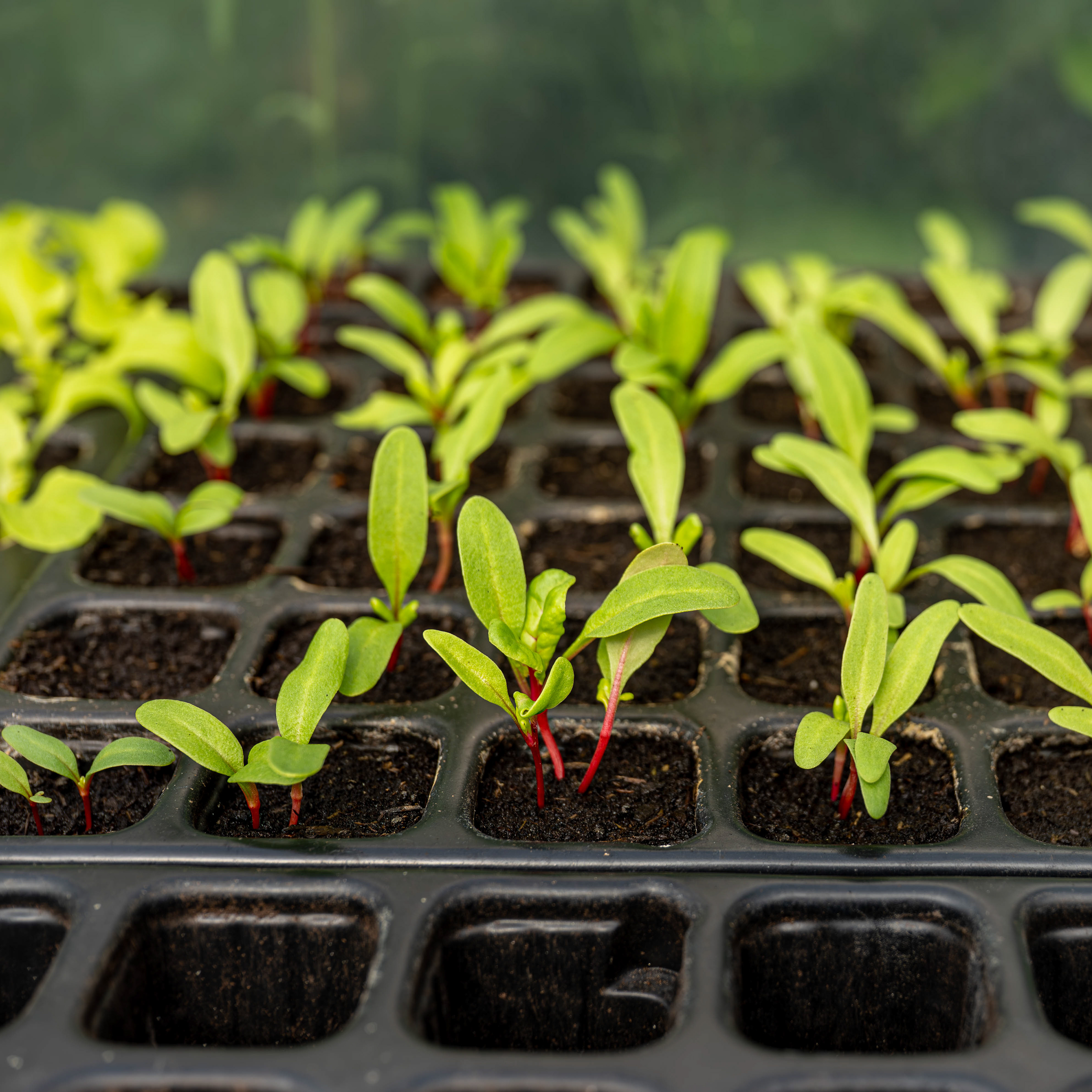 (c) Crédits Ju Walspeck