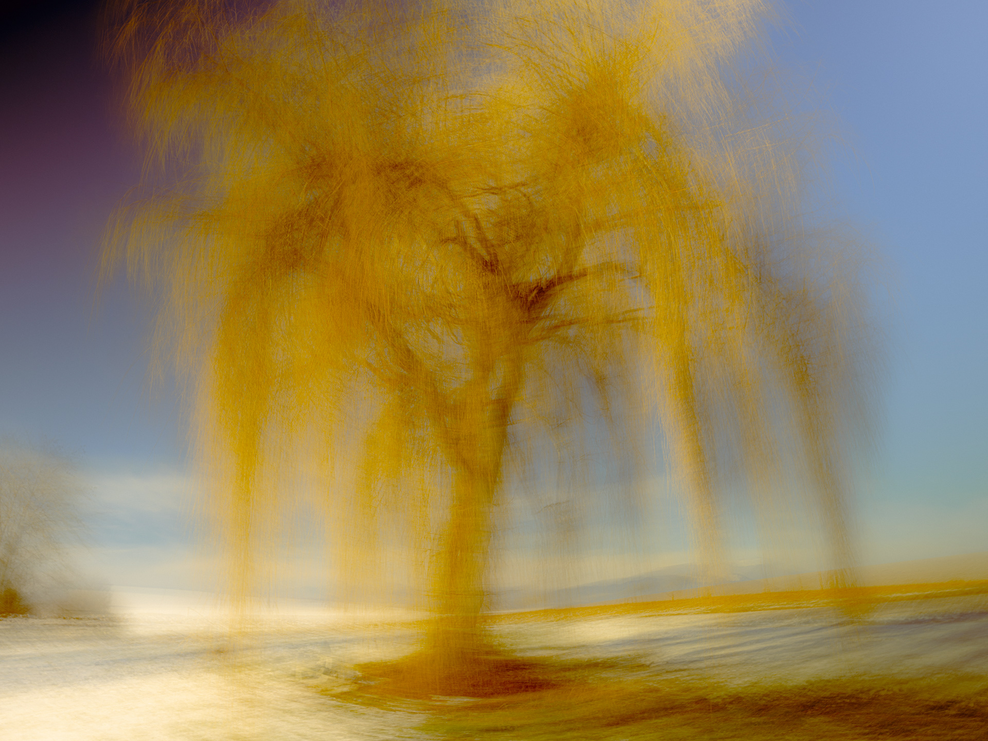 La danse du saule - (c) Crédits Ju Walspeck