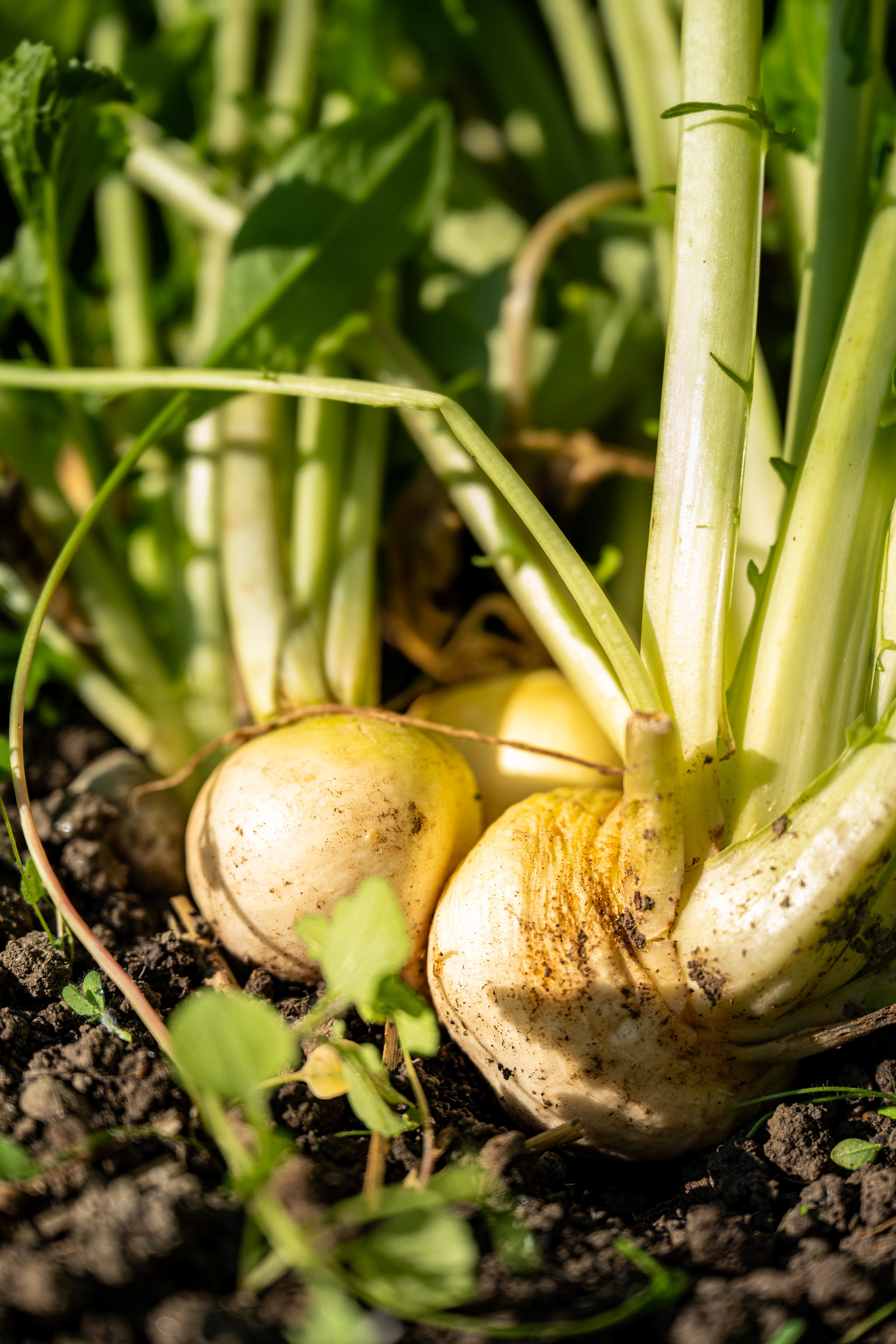 (c) Crédits Ju Walspeck