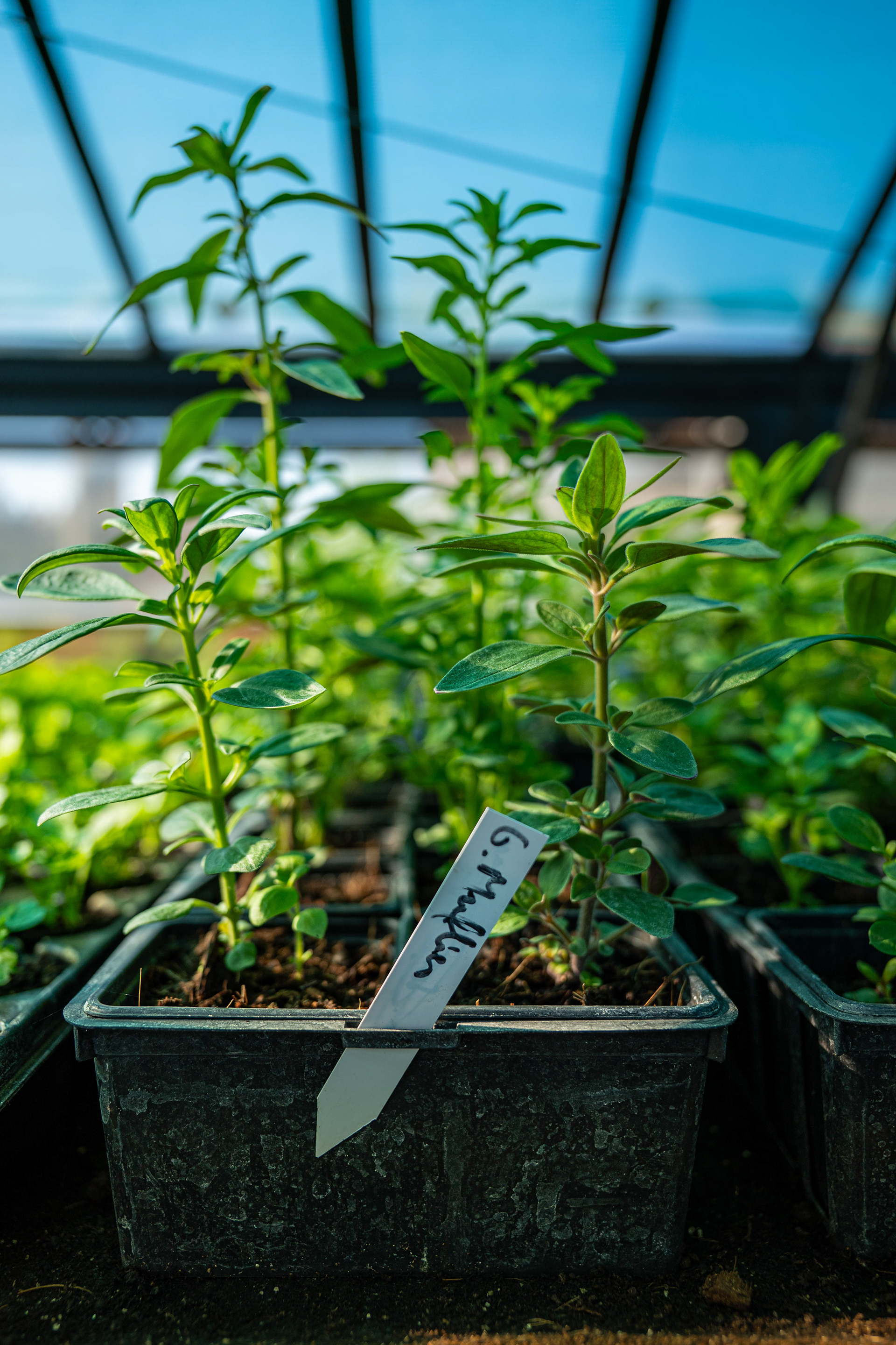 (c) Crédits Ju Walspeck