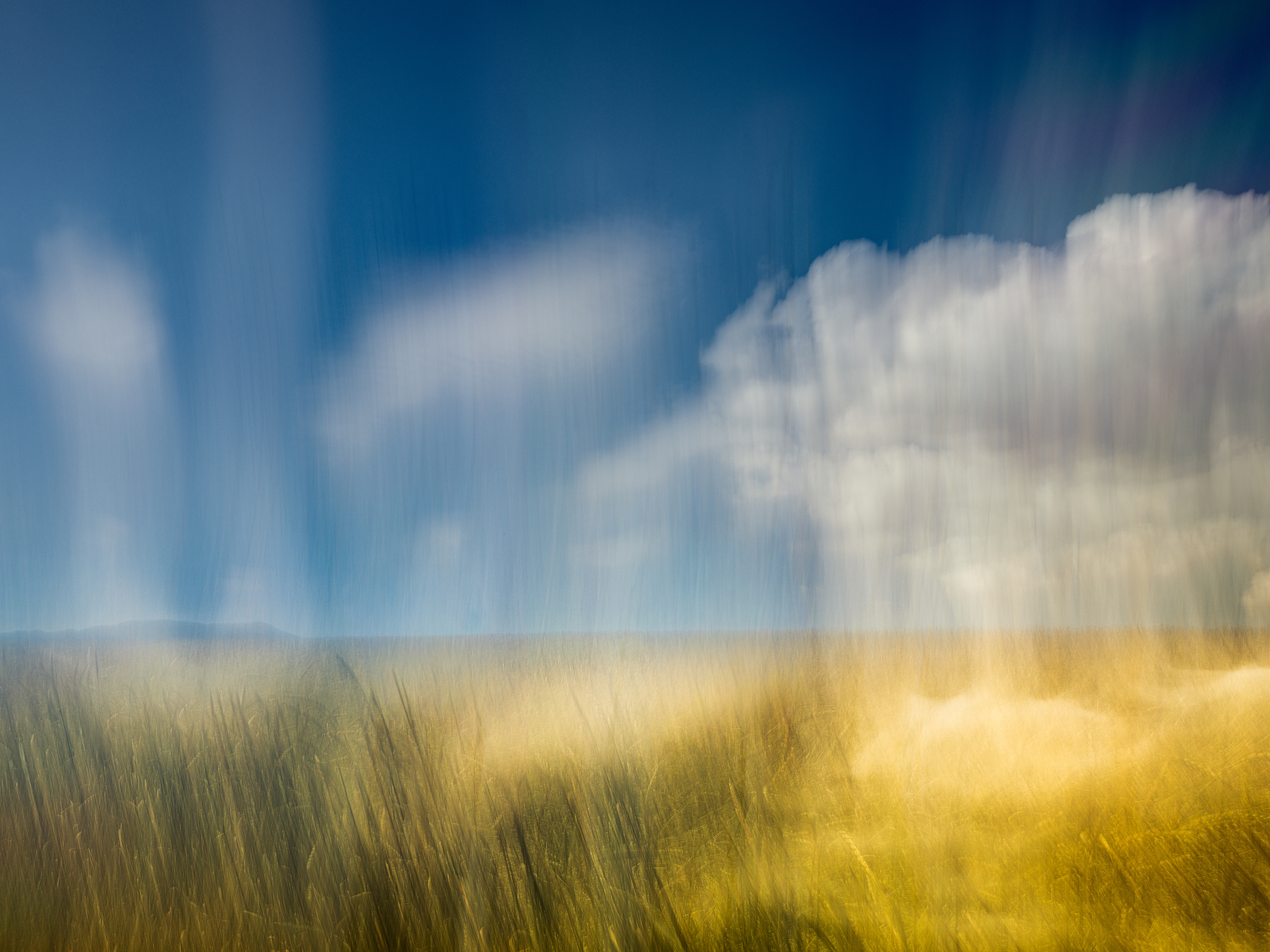 Bleu sur blé | (c) Ju Walspeck