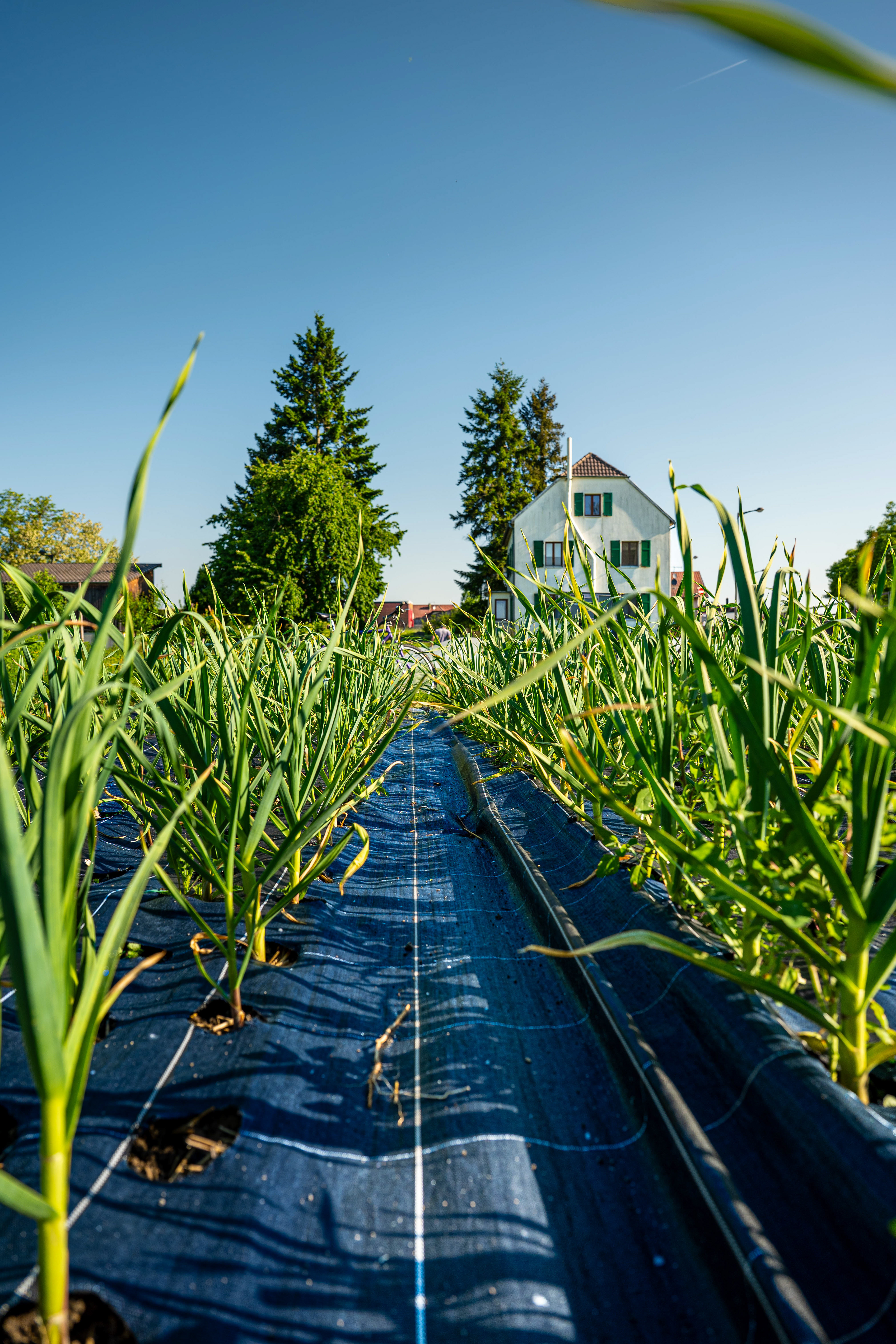 (c) Crédits Ju Walspeck