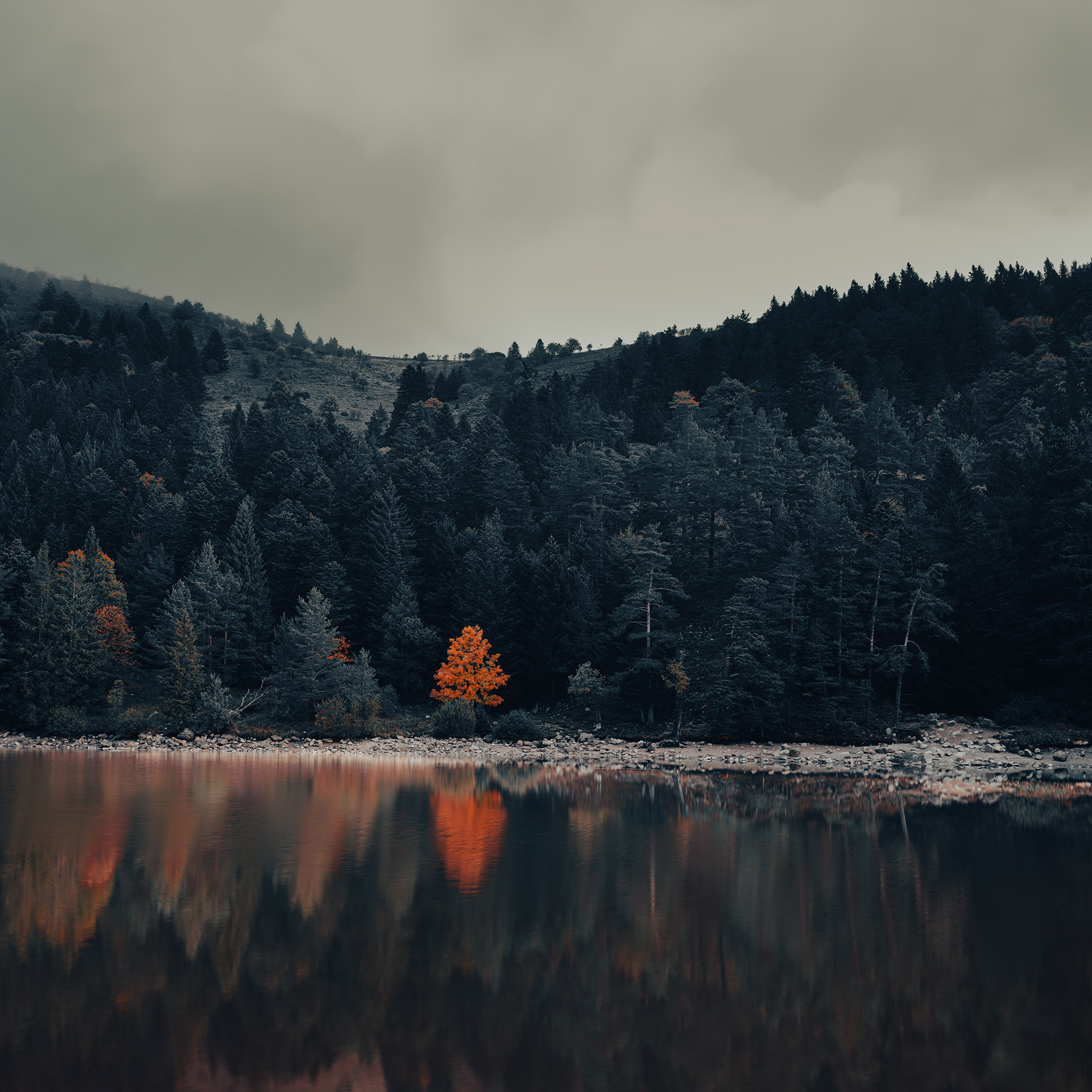 Sapin et feu - (c) Crédits Ju Walspeck