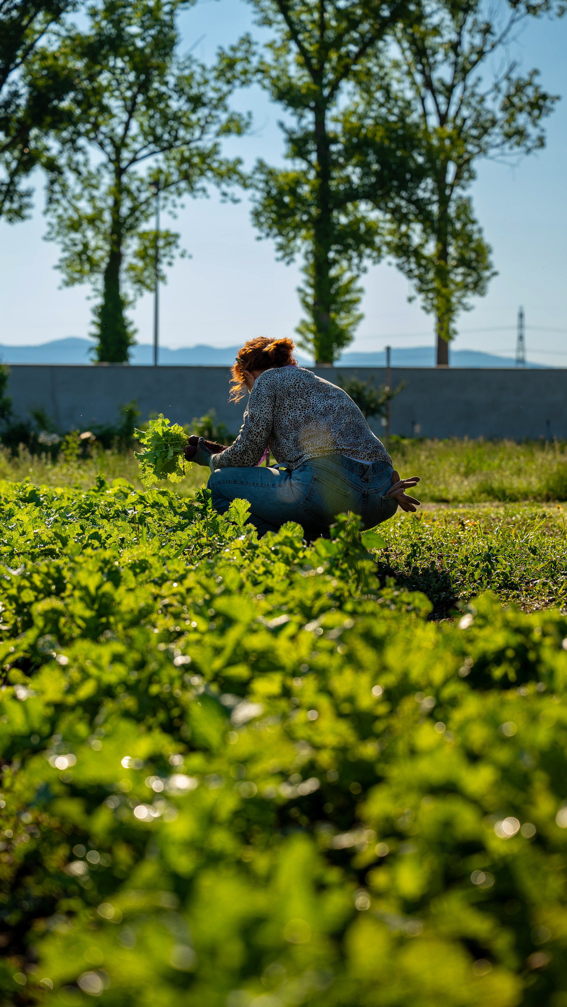 (c) Crédits Ju Walspeck