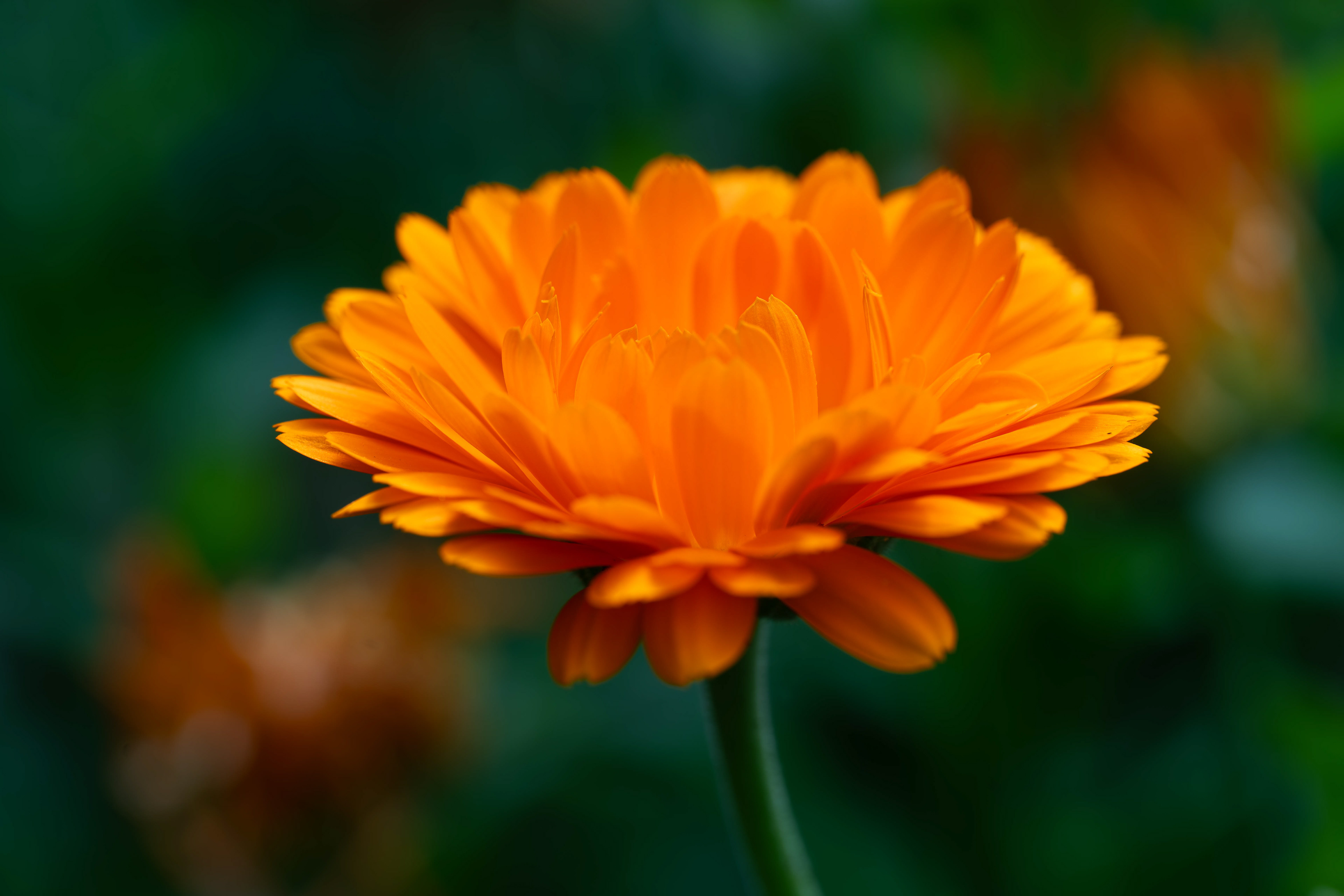 (c) Crédits Ju Walspeck