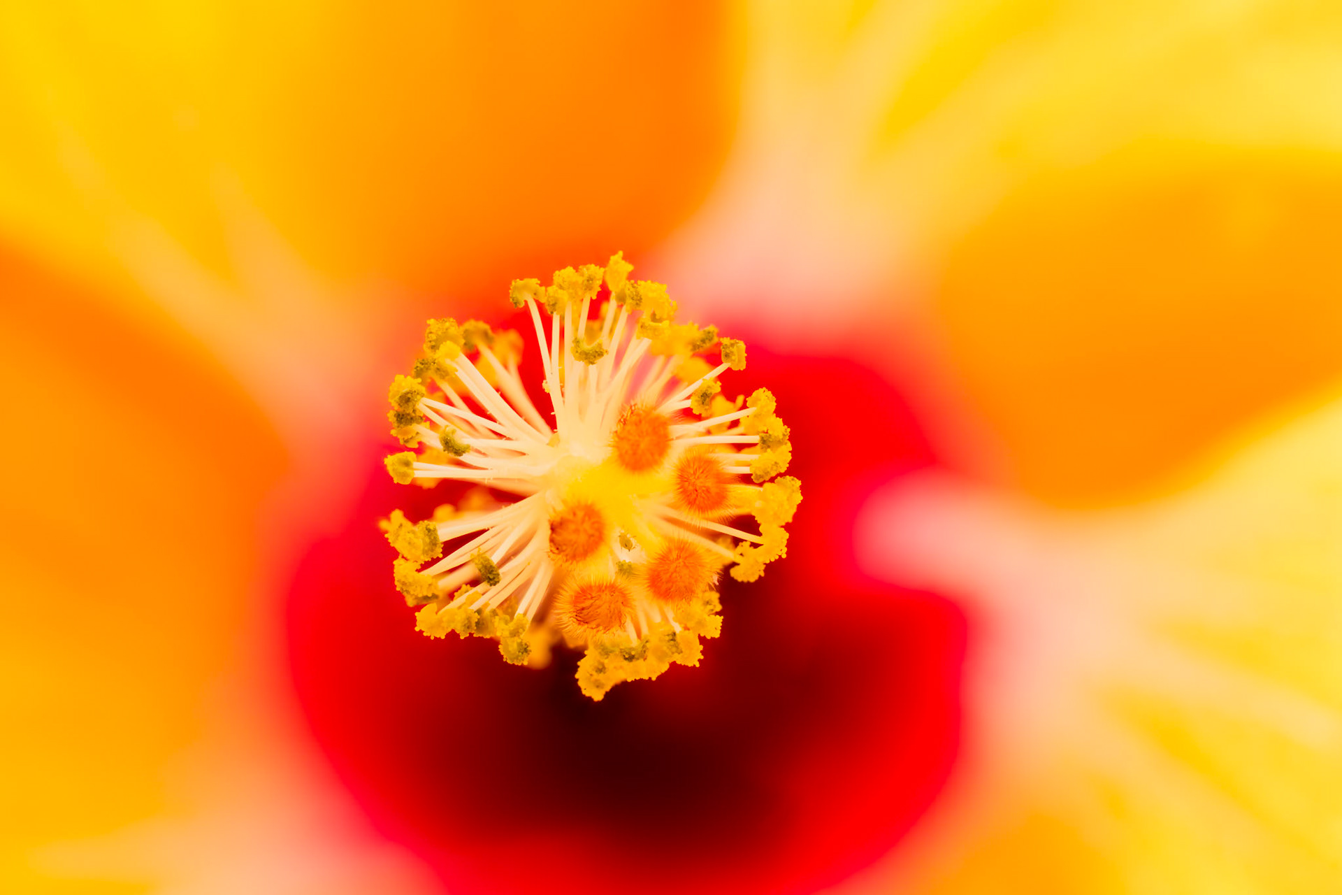 Orange hibiscus stamen, macro