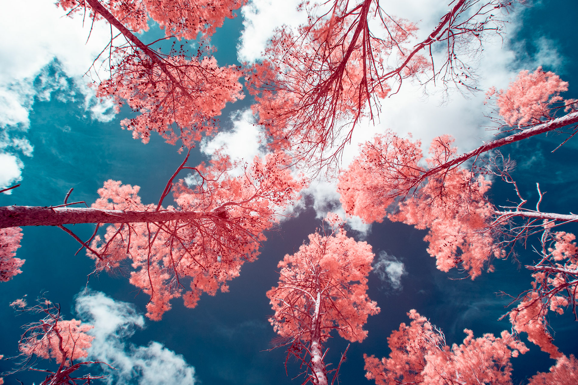Native Florida in infrared.