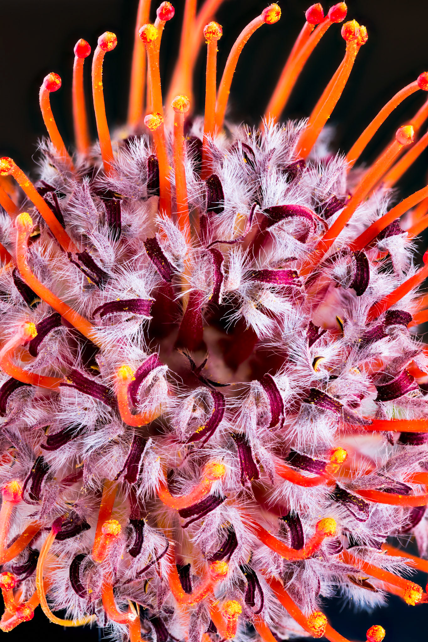 Pincushion Protea Flower