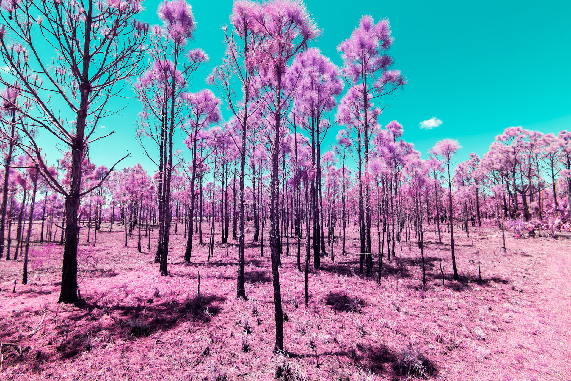 Florida's nature in Infrared light