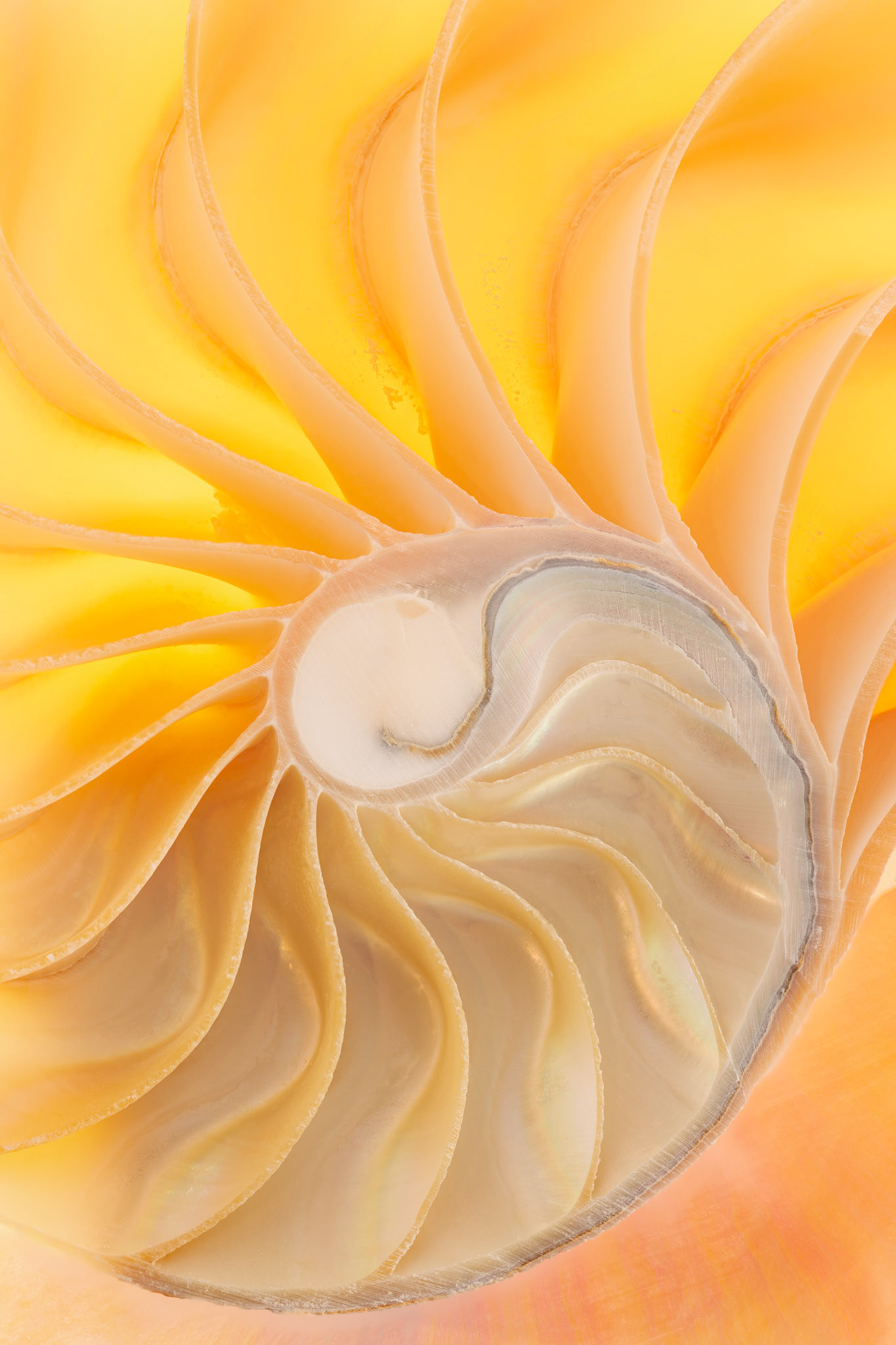 Close up of a nautilus shell