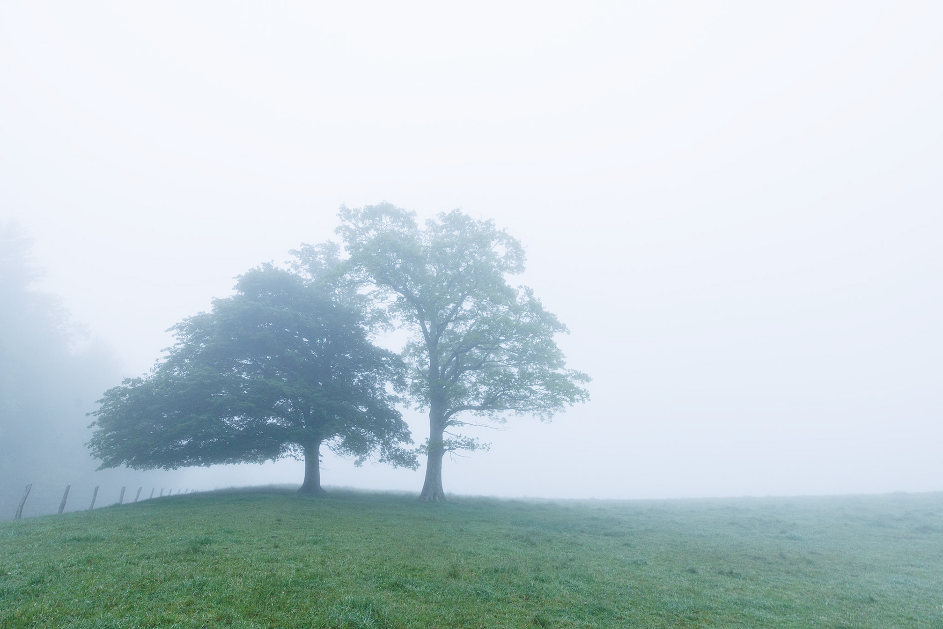 Two trees on a grassy hill top in the fog