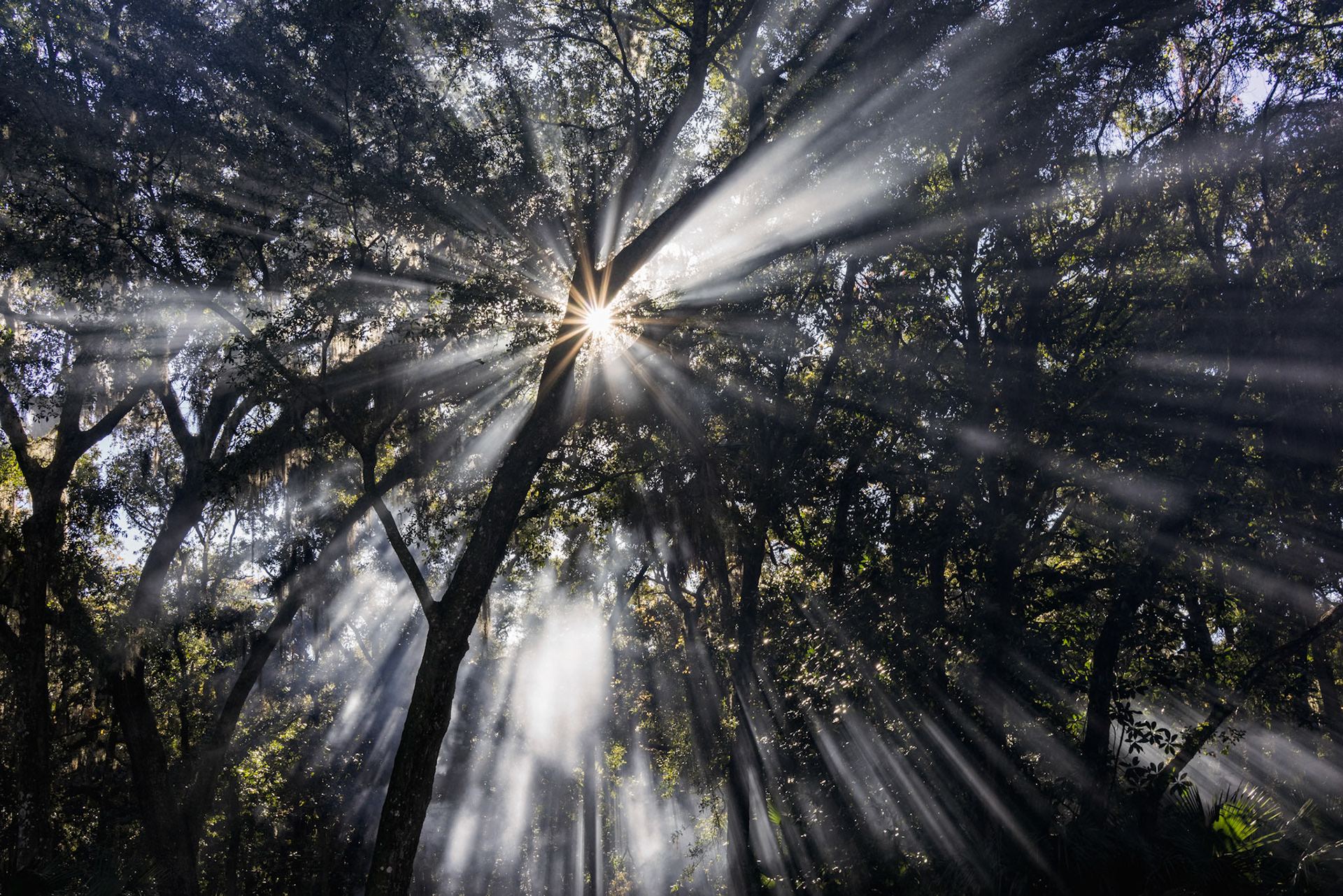 Sunlight shining through the smoke and trees