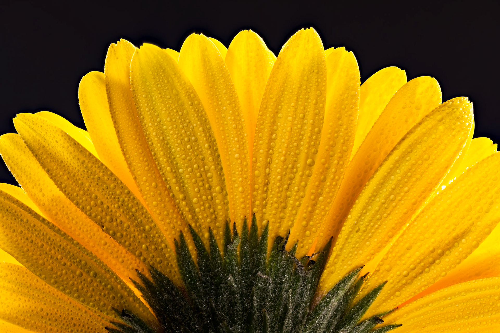 Yellow Gerbera Daisy, macro