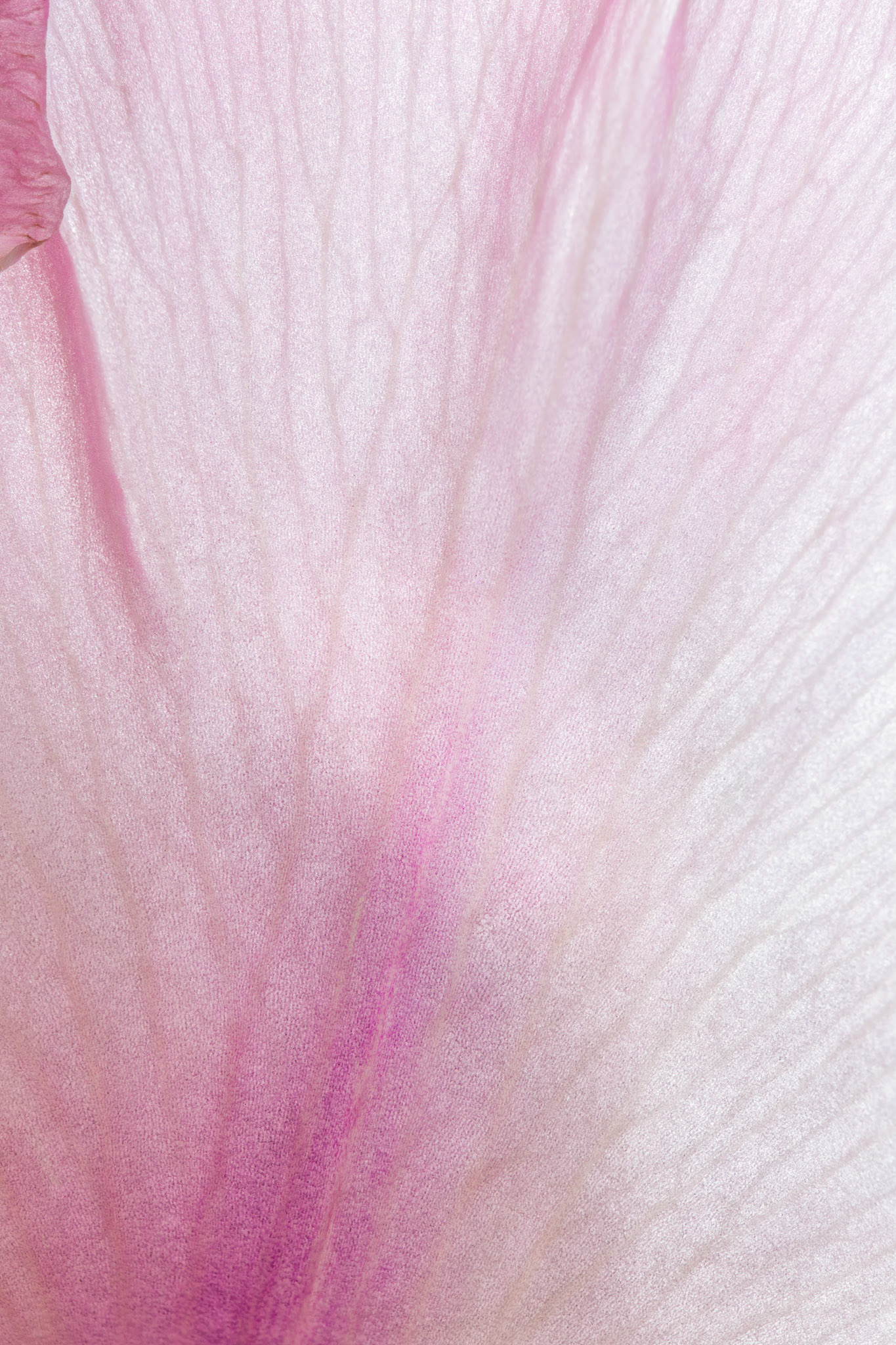 Pink Gladiolus flower, macro
