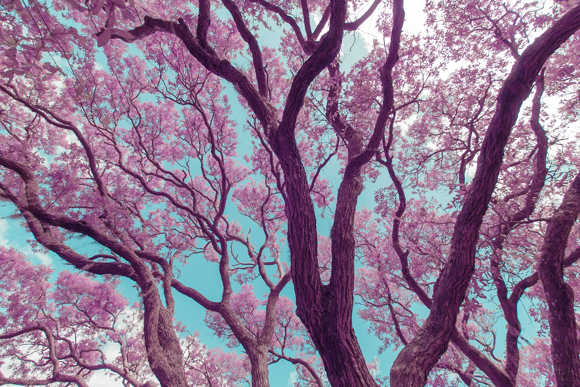Abstract shapes from southern live oak trees in infrared