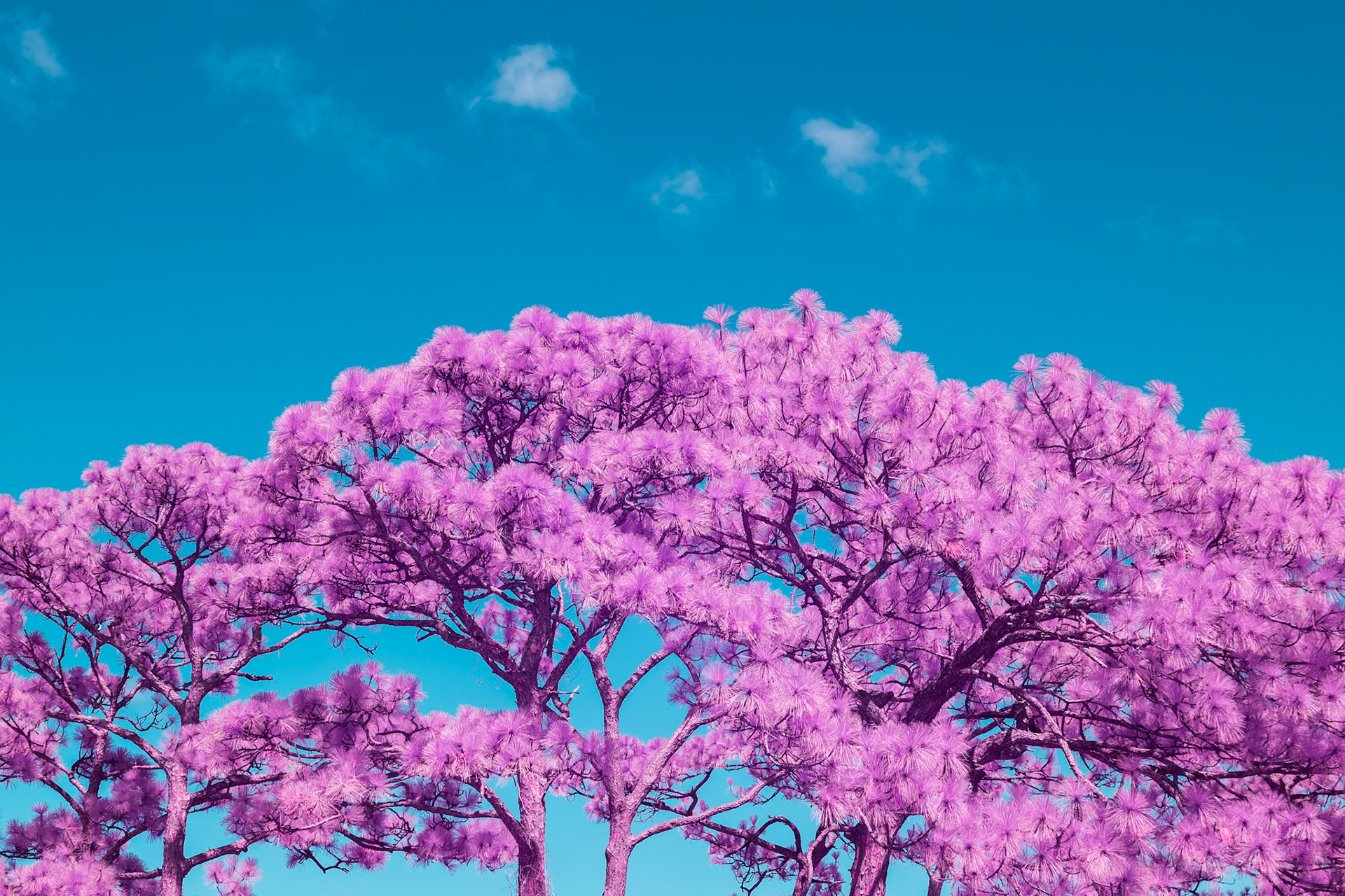 Florida's nature in infrared light