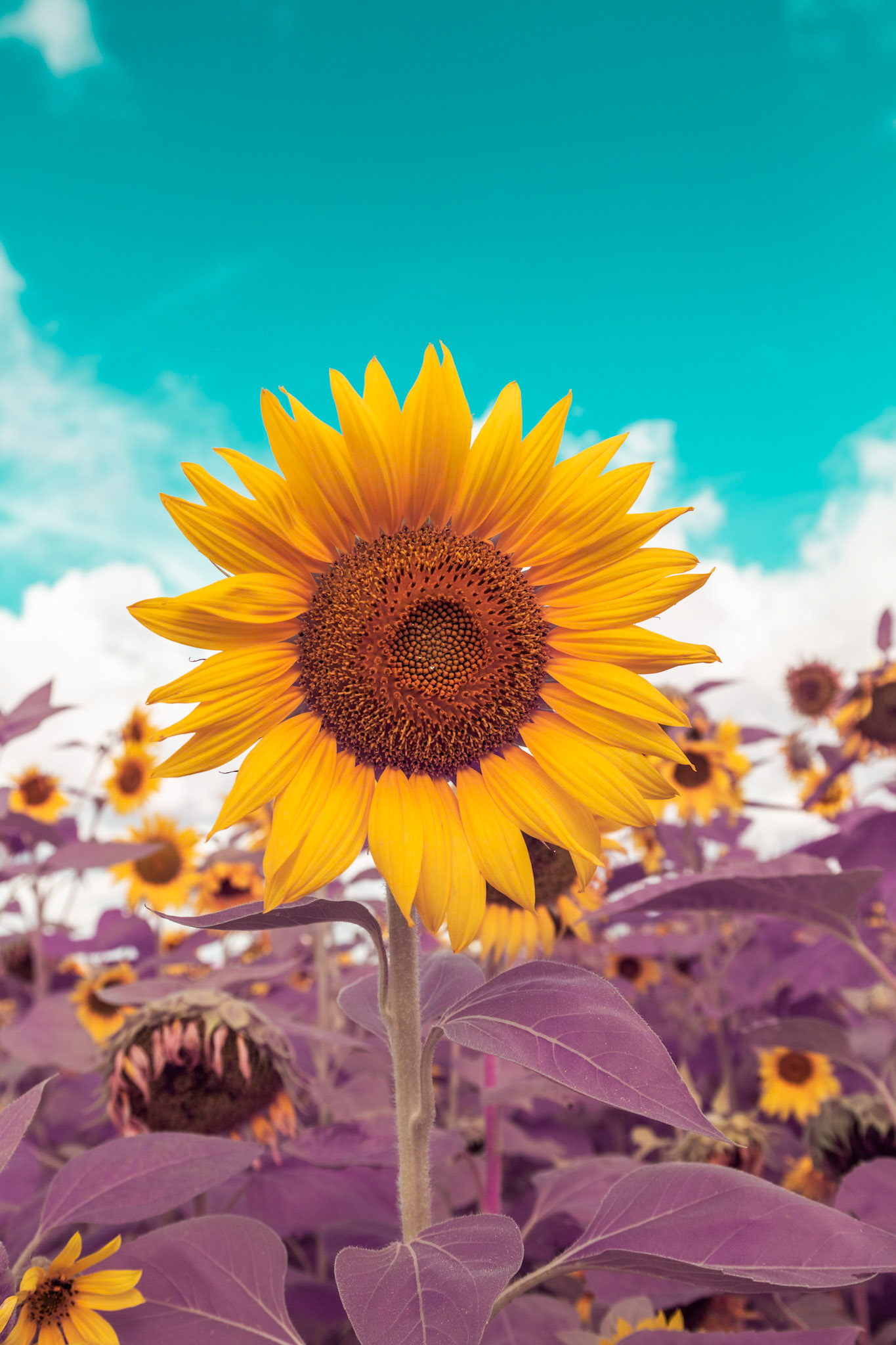 Sunflower in Infrared