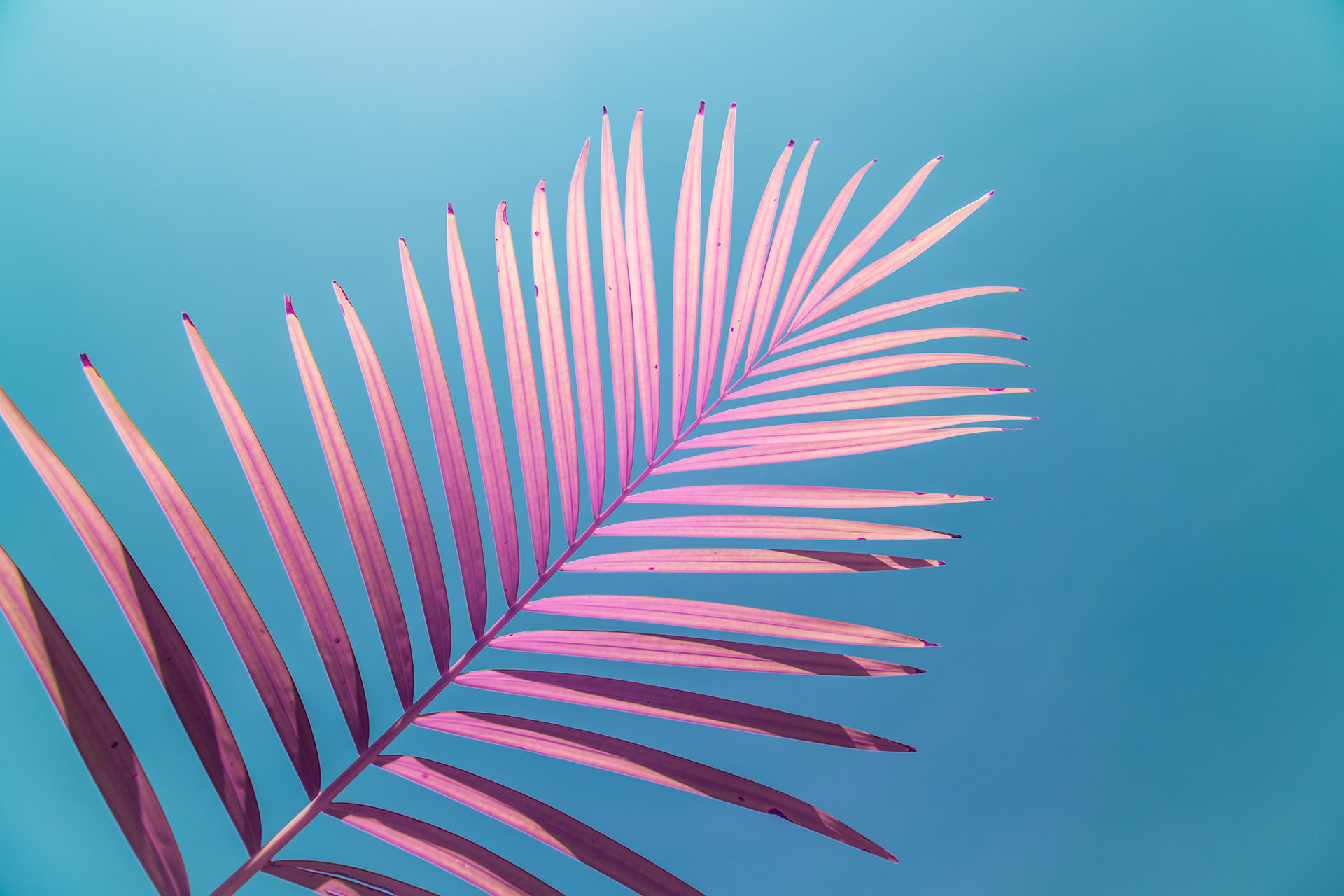 Pink palm frond with a blue sky background. Infrared converted camera