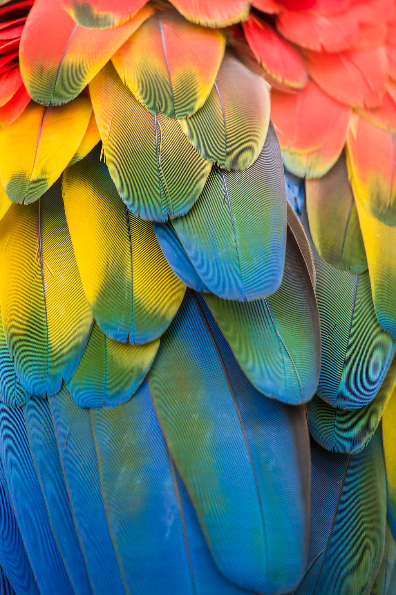 Brightly colored macaw parrot feathers