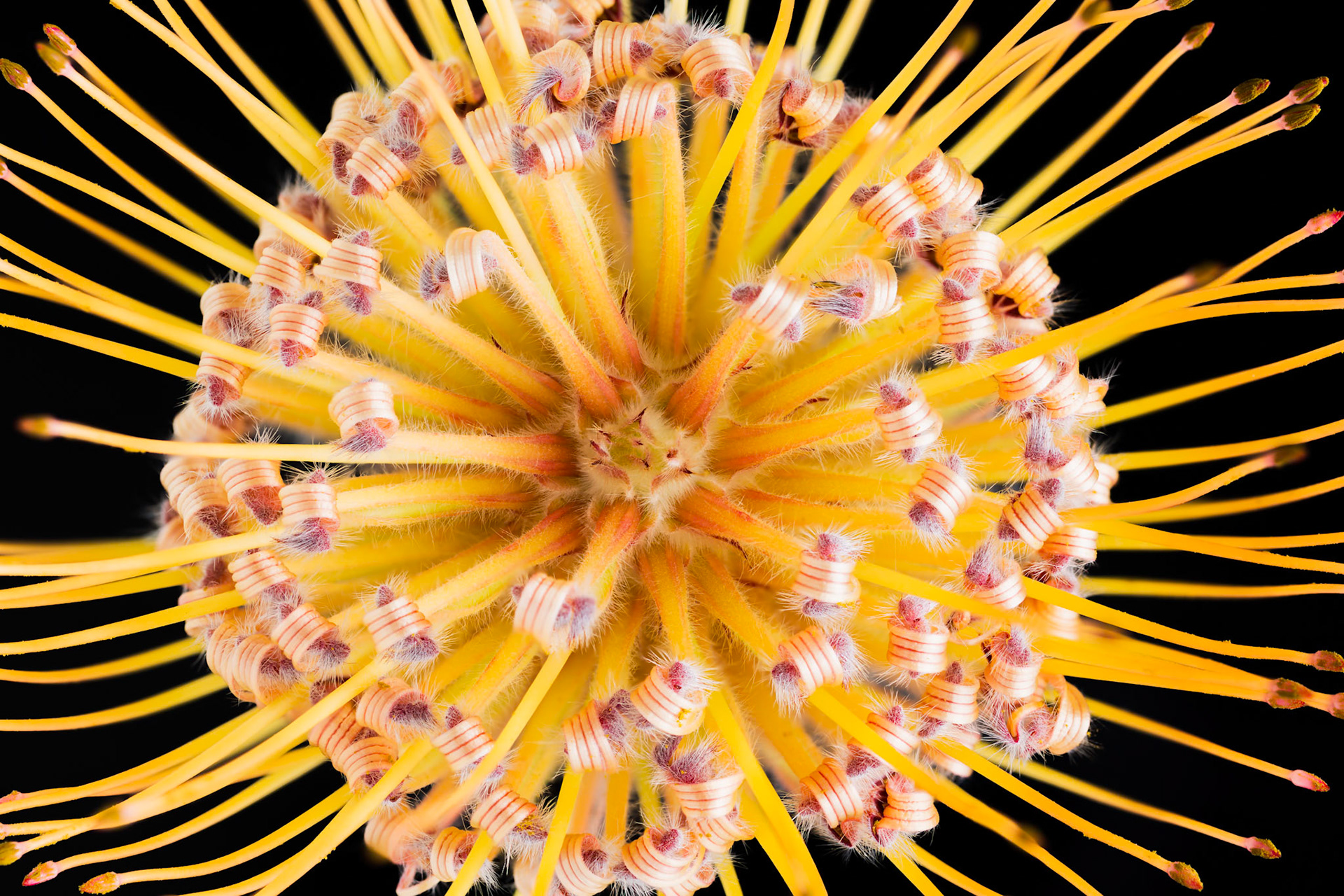 Pincushion Protea Flower