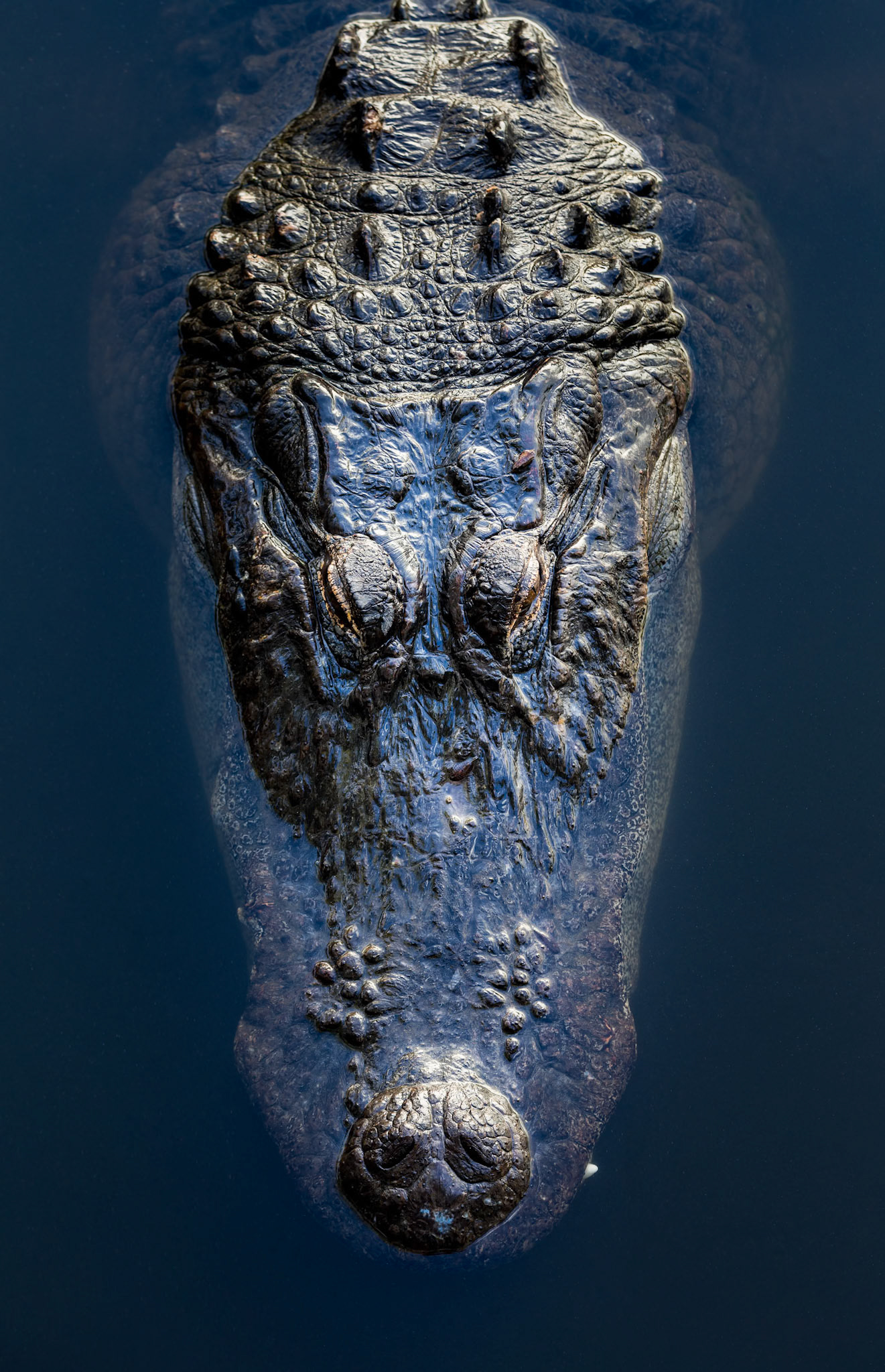 American Alligator floating in water