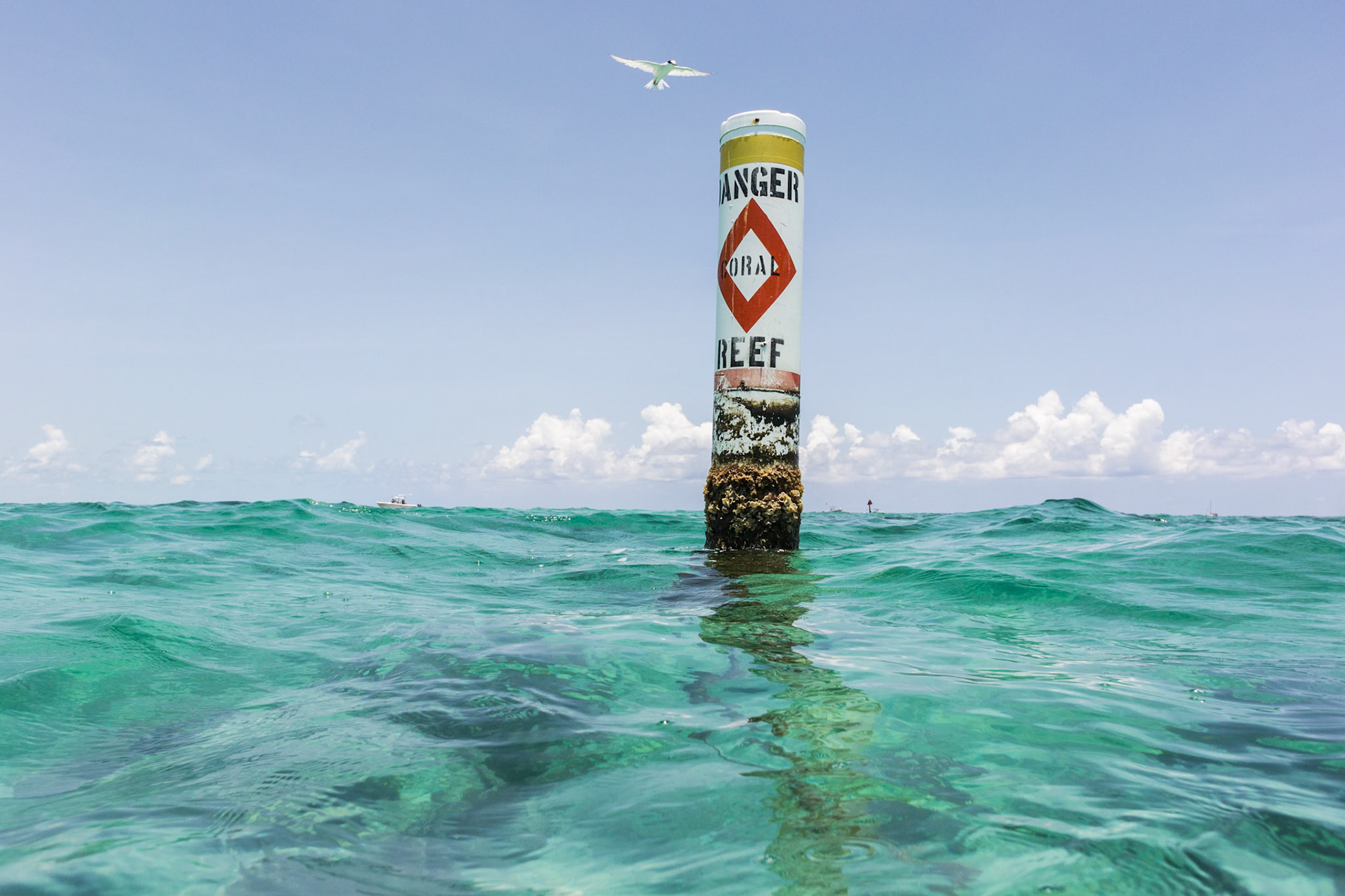 A Bird Flying over a Ocean Buoy