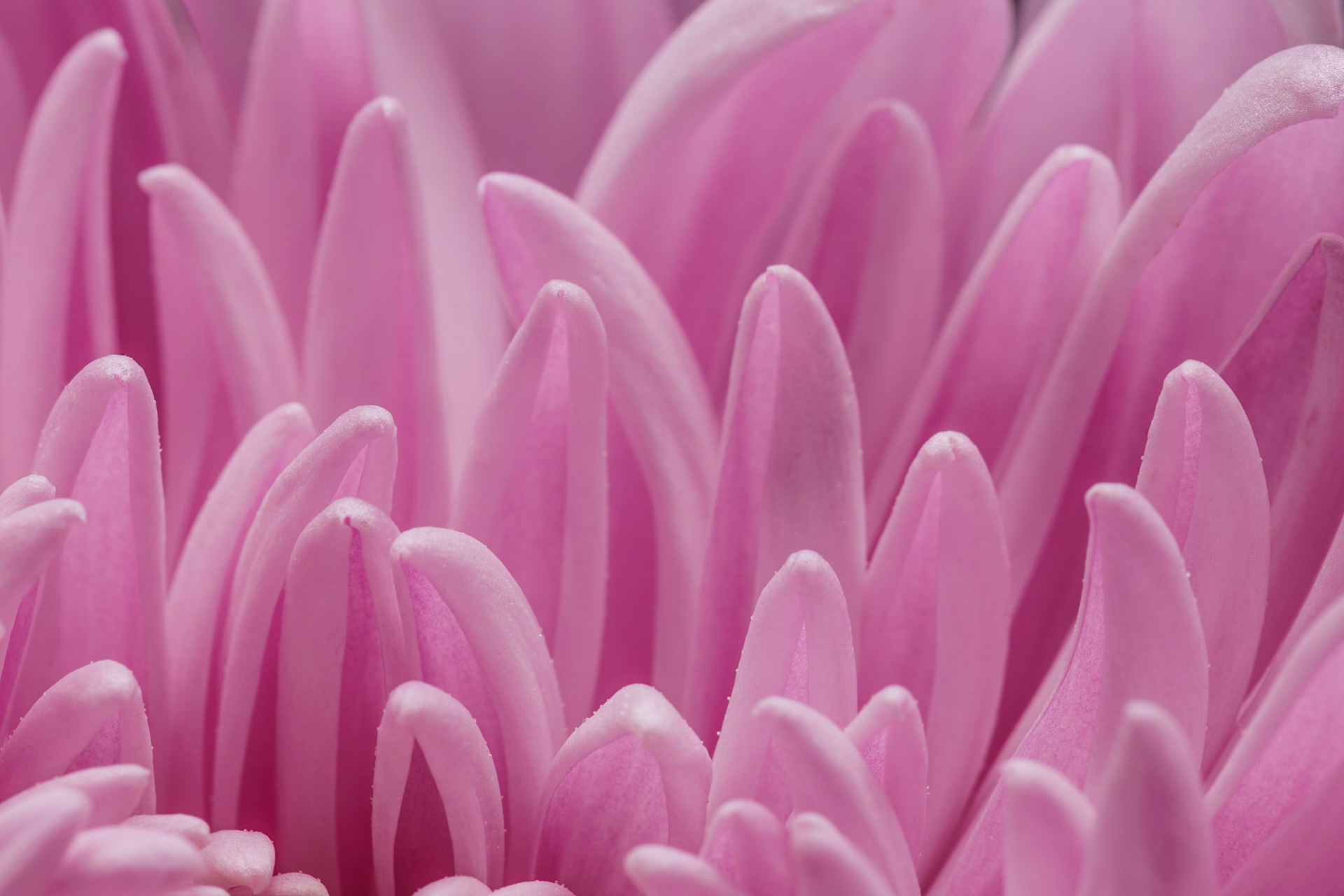 Close up of a pink flower petals