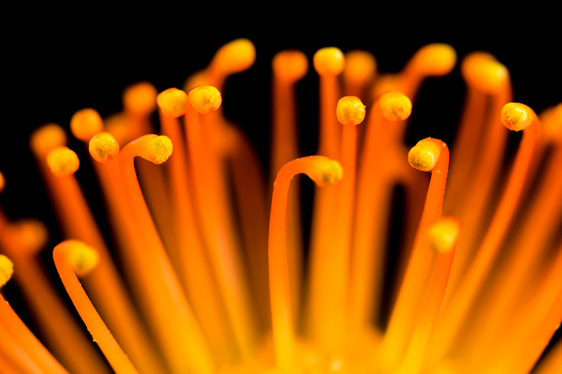 Pincushion Protea Flower, macro