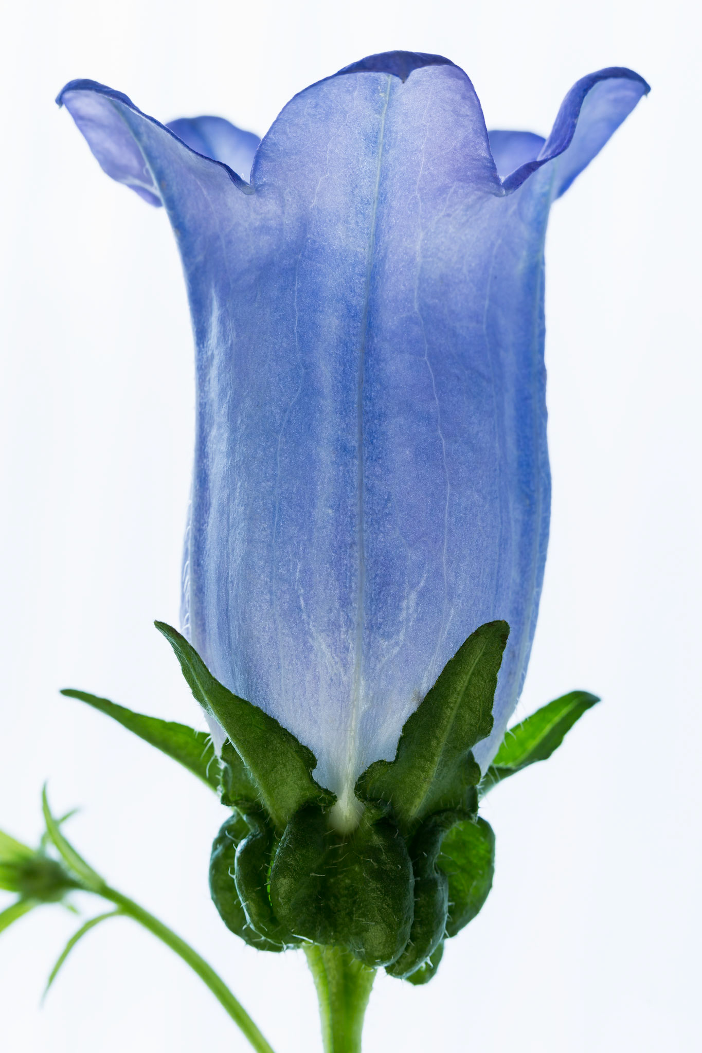 Purple campanula flower