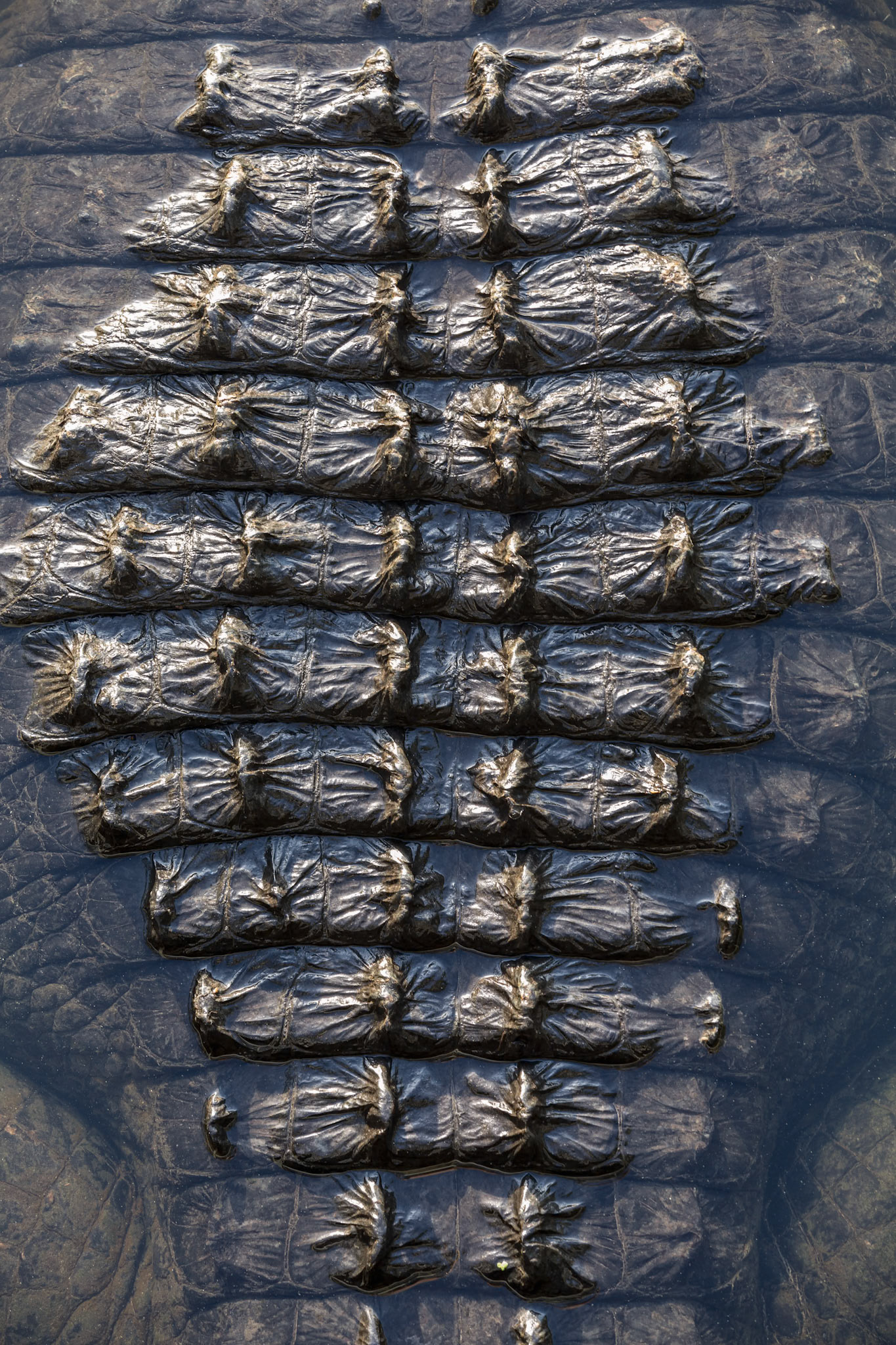 Close-up of alligator skin