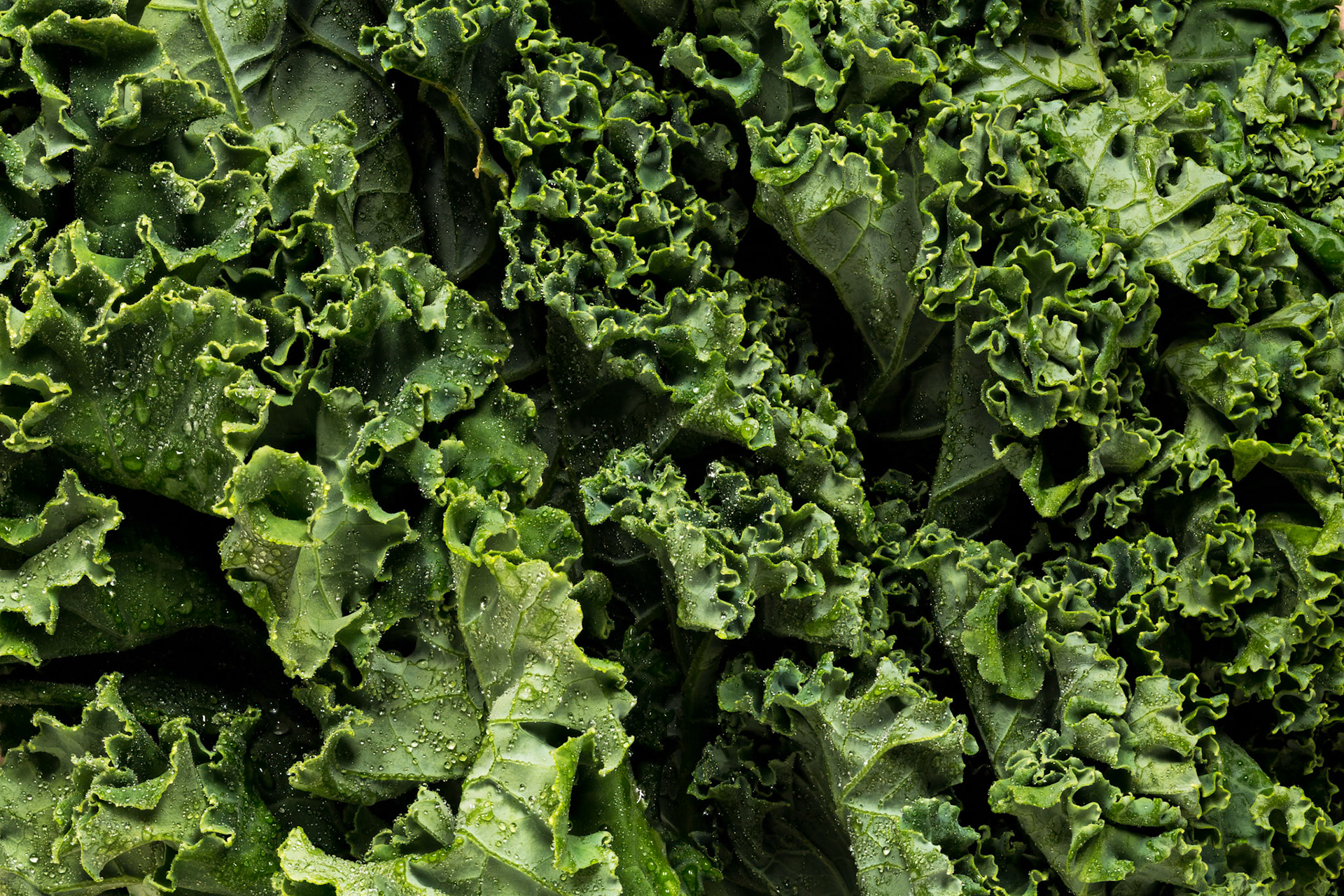 Fresh Organic Kale, macro
