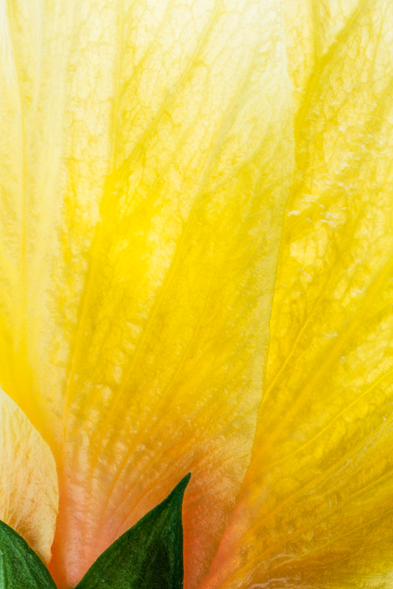 Macro of a Yellow Hibiscus