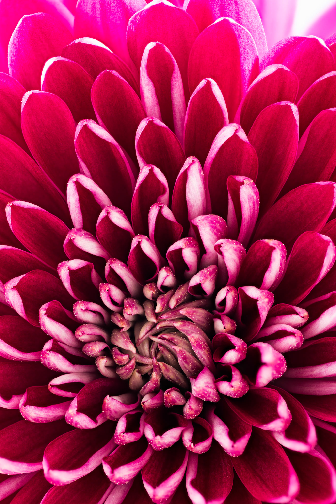 Purple mums flower, macro