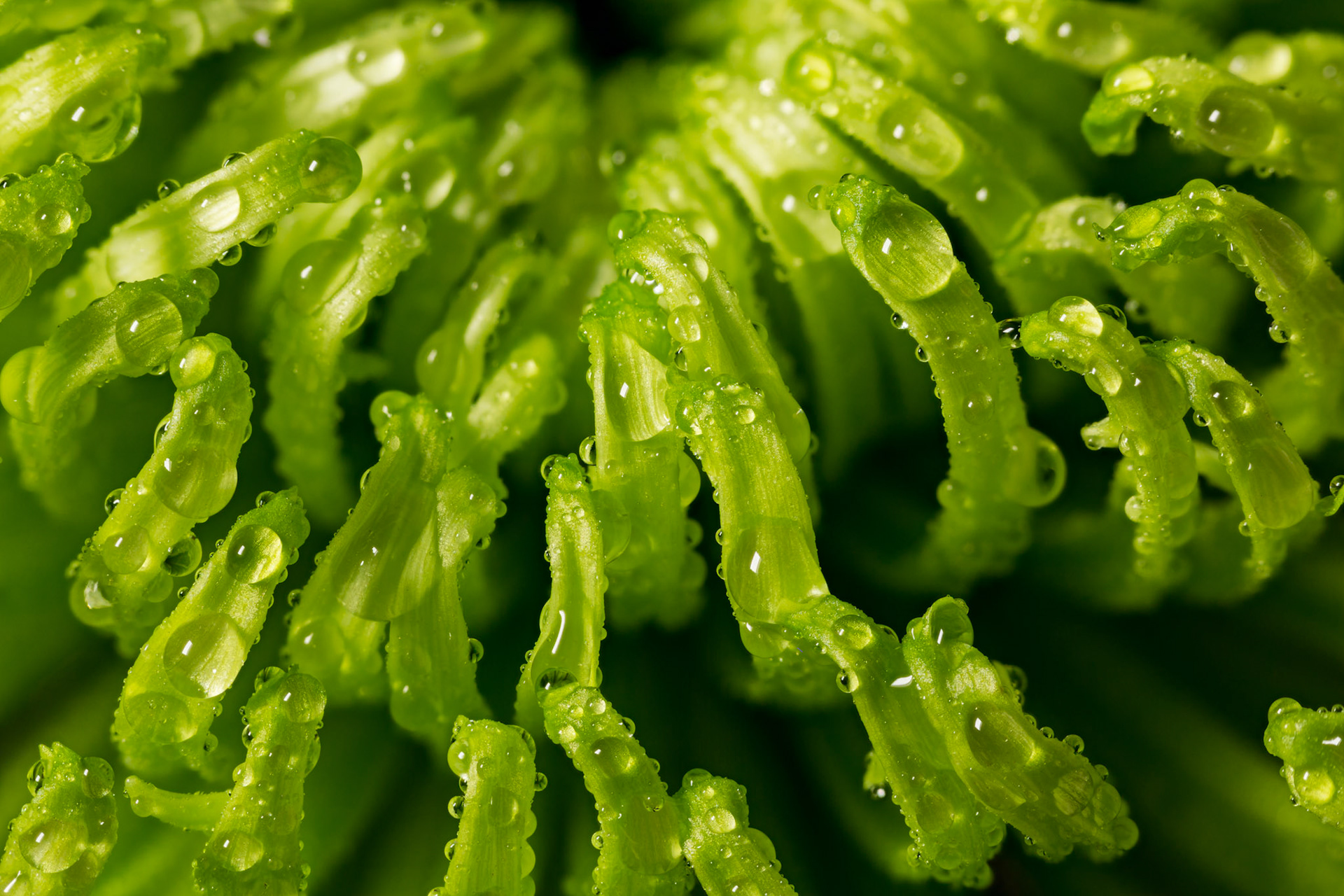 Green mums flower, macro