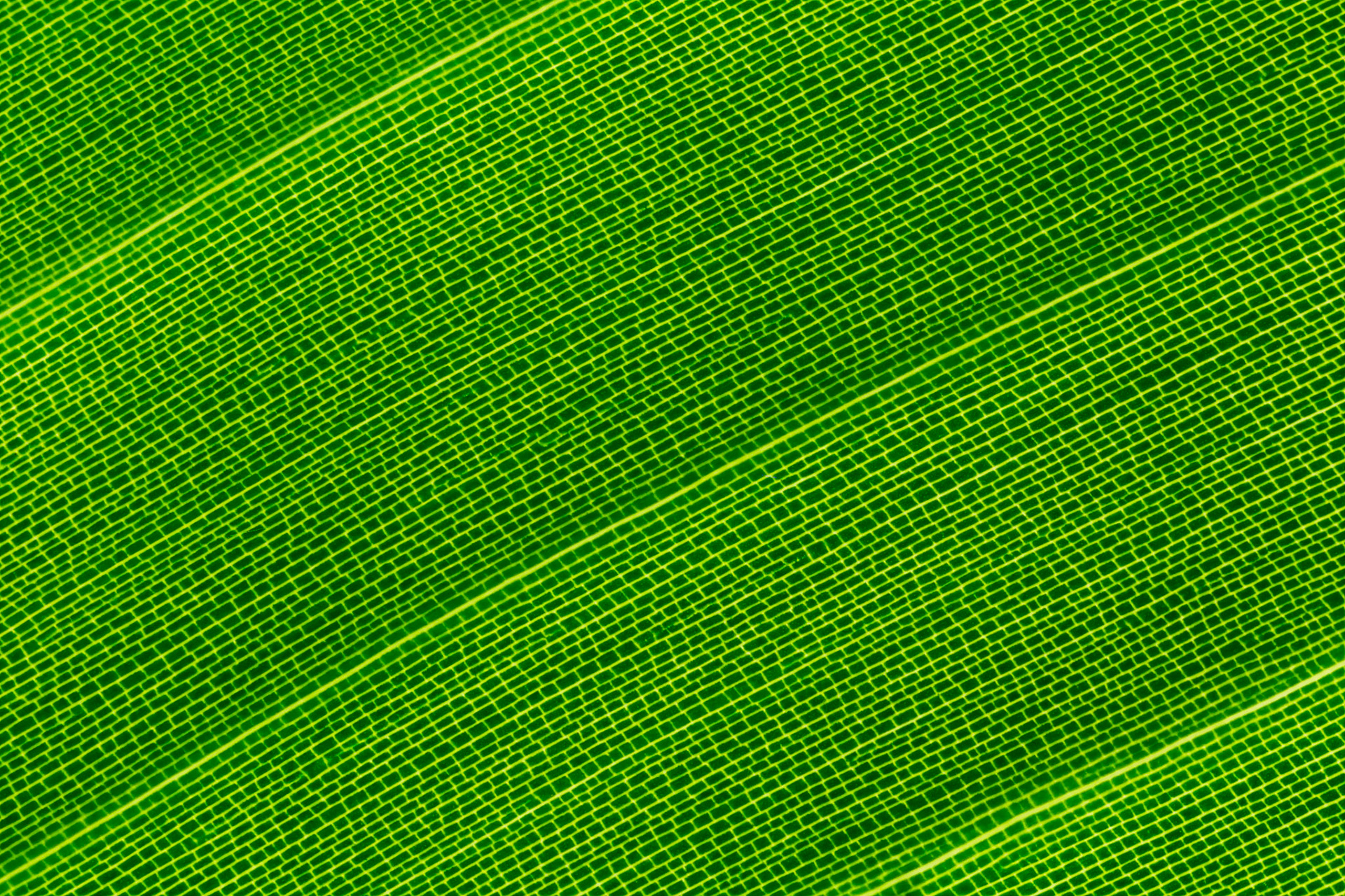 White bird of paradise leaf, macro