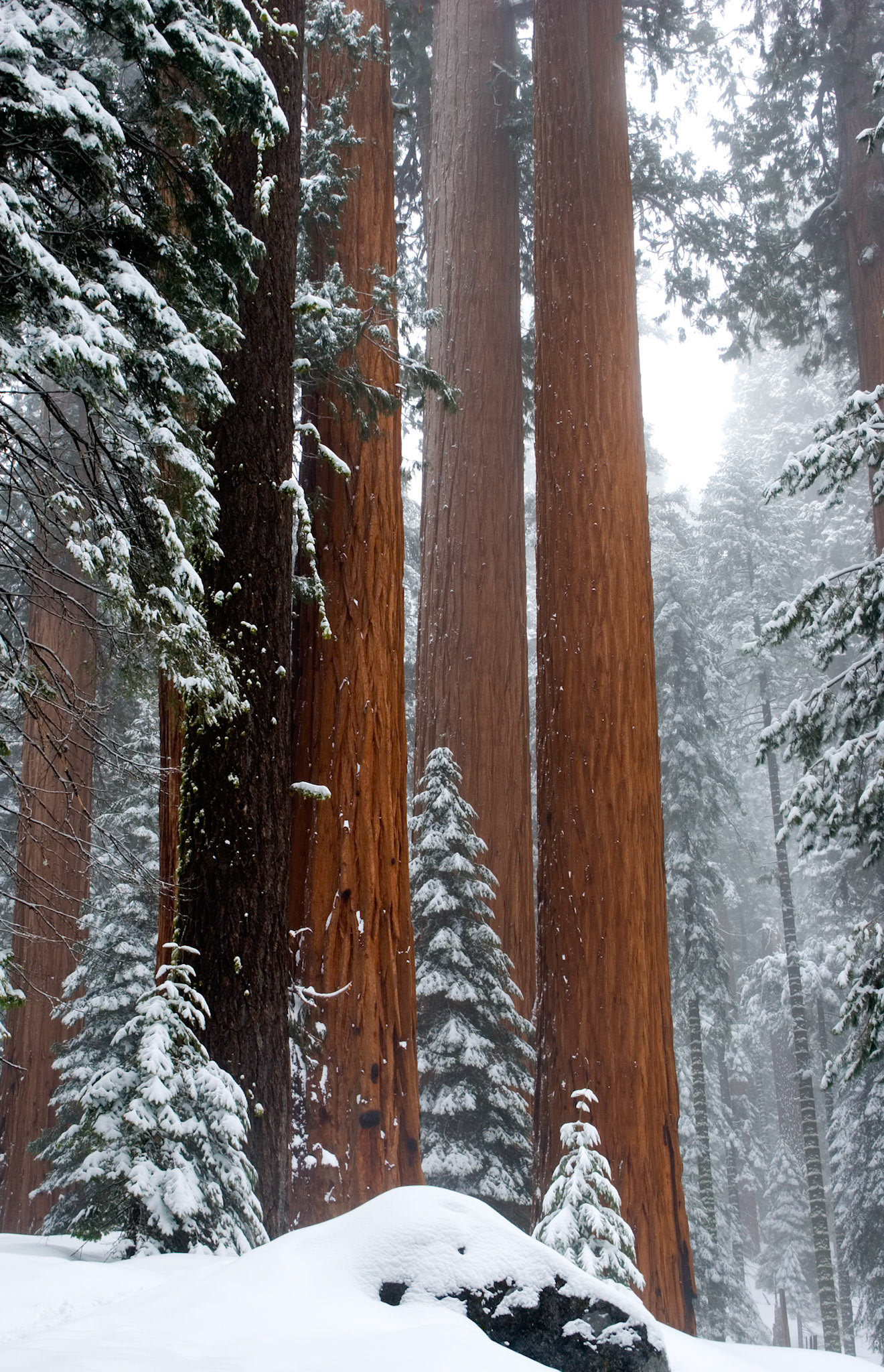 Giant Sequoia's #1