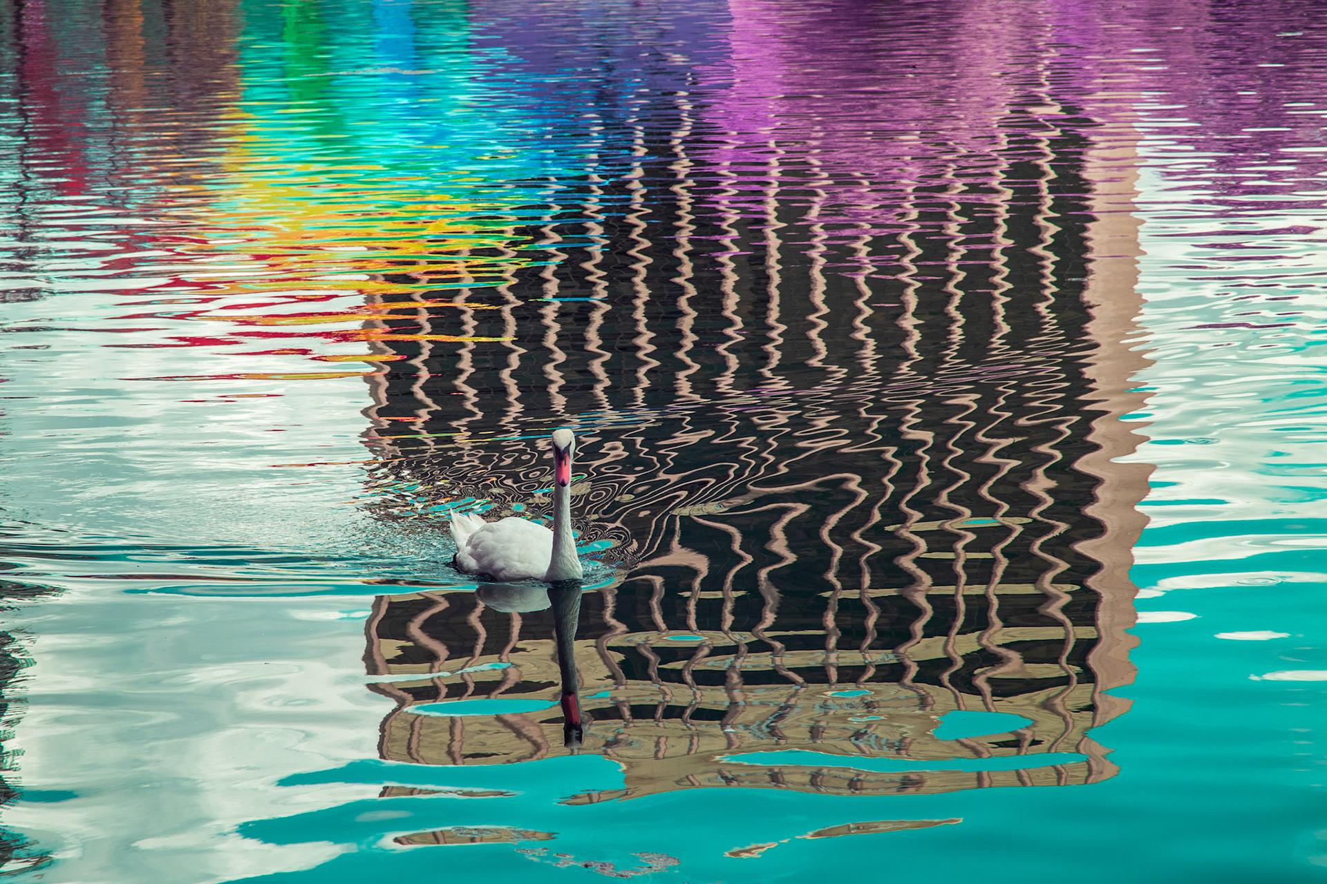 Swan swimming in a colorful reflection, infrared