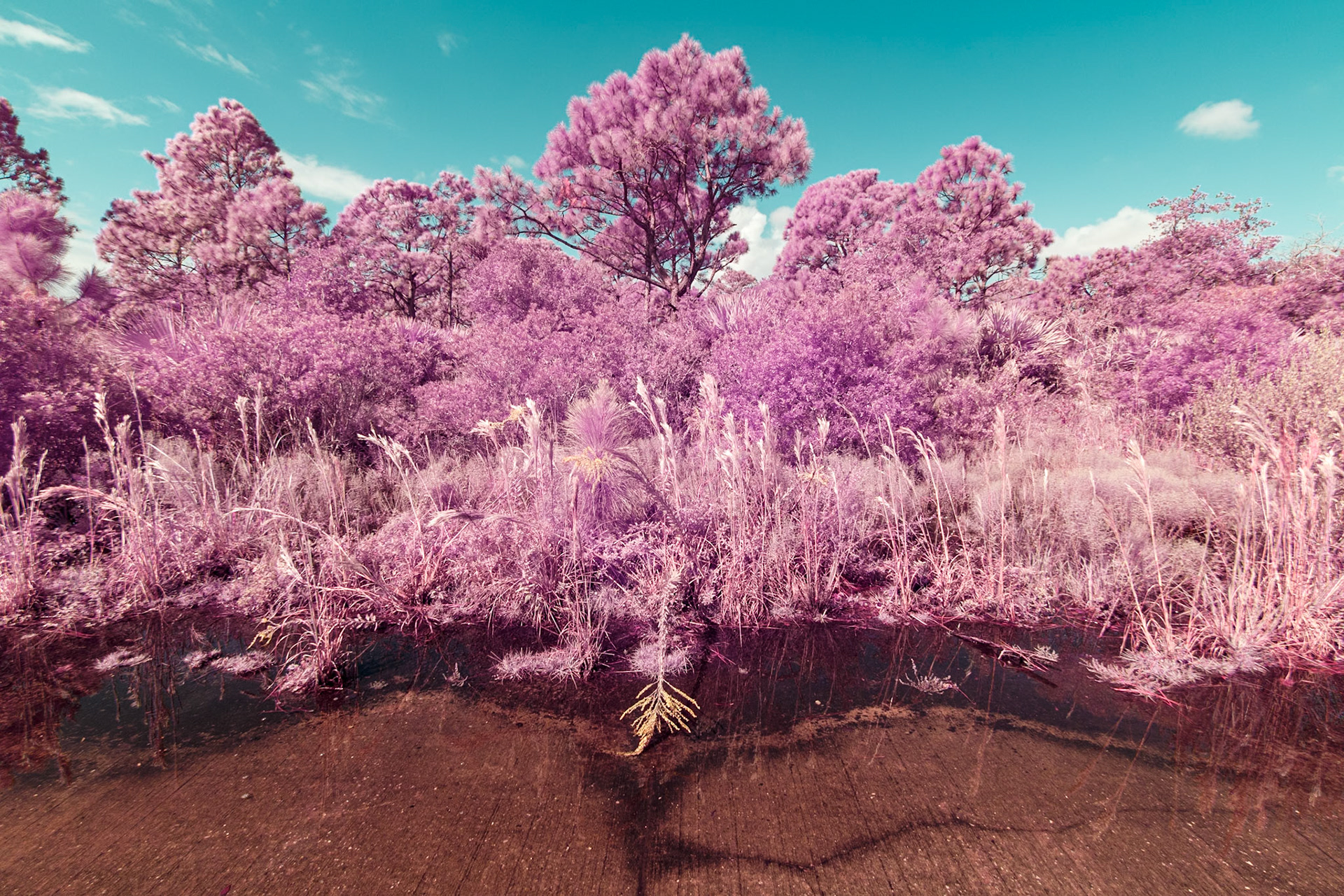Abandoned road in Florida, infrared