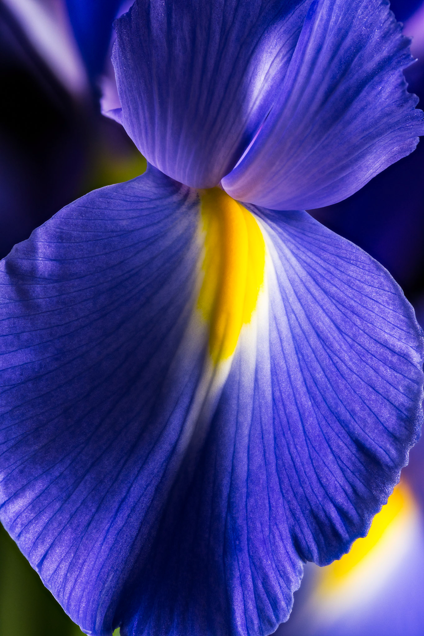 Purple Iris