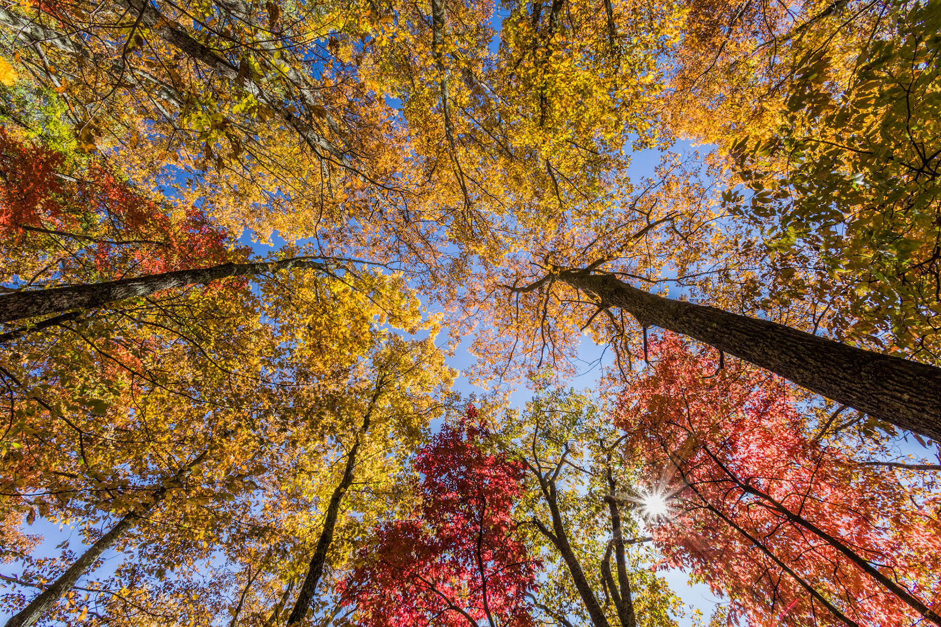 Looking Straight Up at Fall Foliage