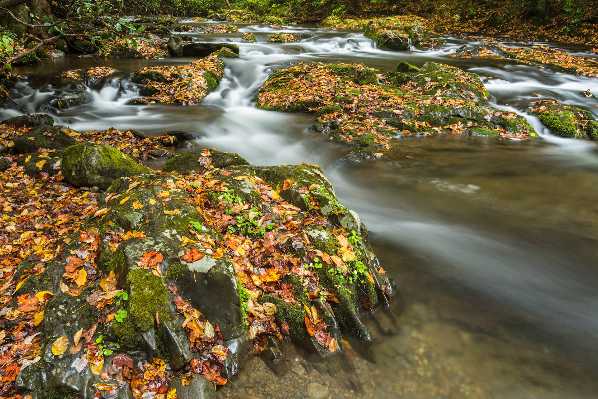 Autumn Leaves in the River