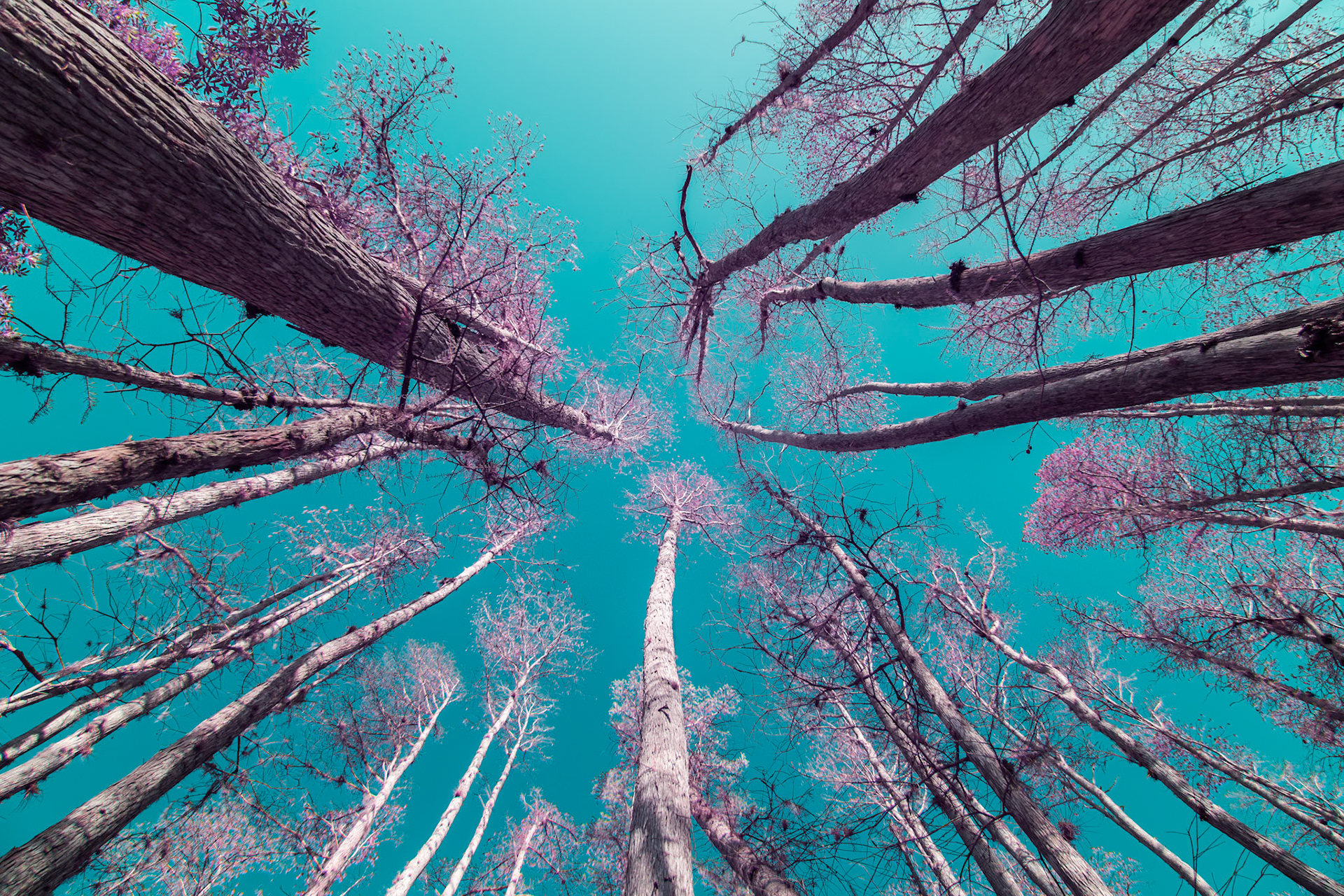 Florida's nature in Infrared Light
