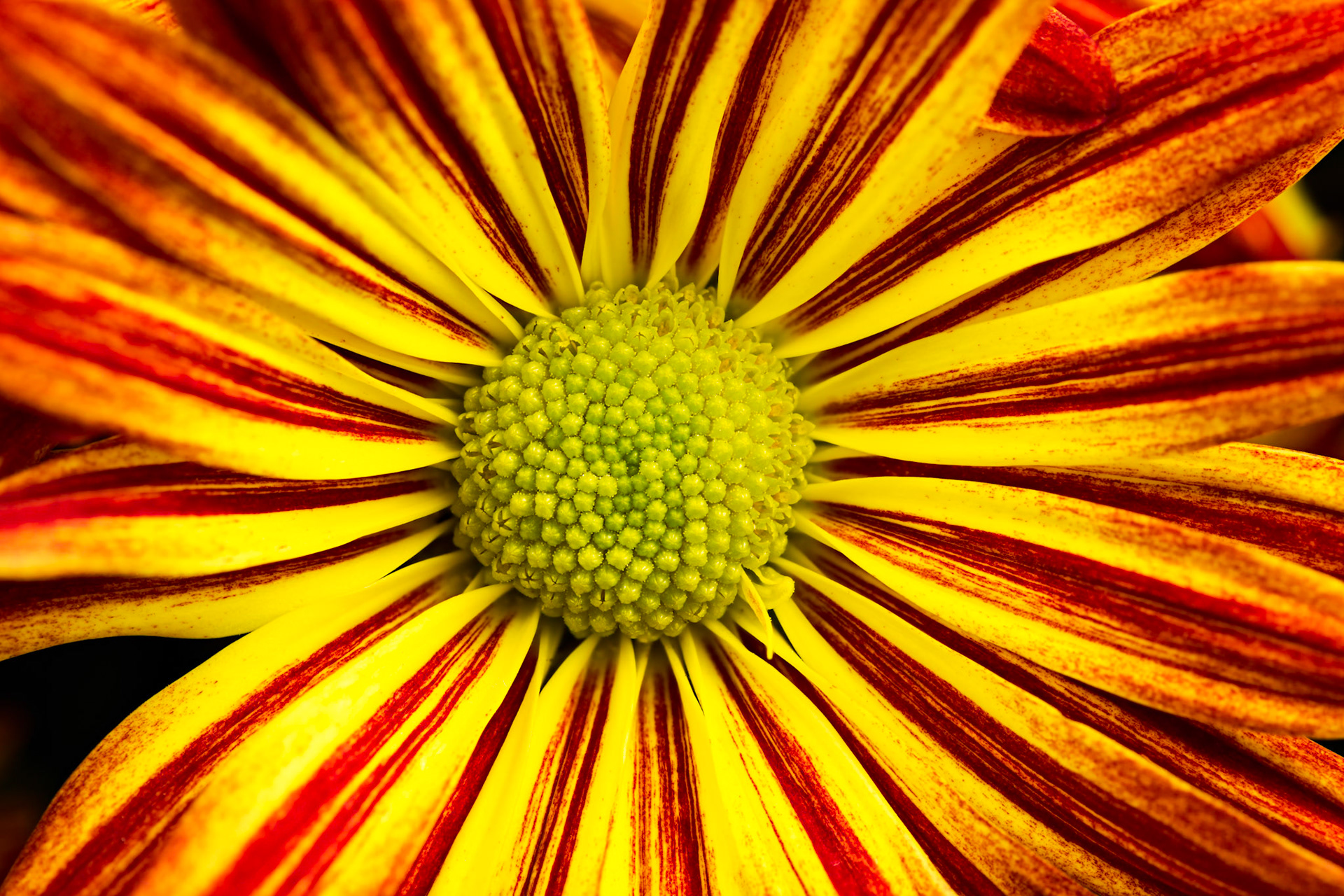 Fall colored Mums Flowers, Macro