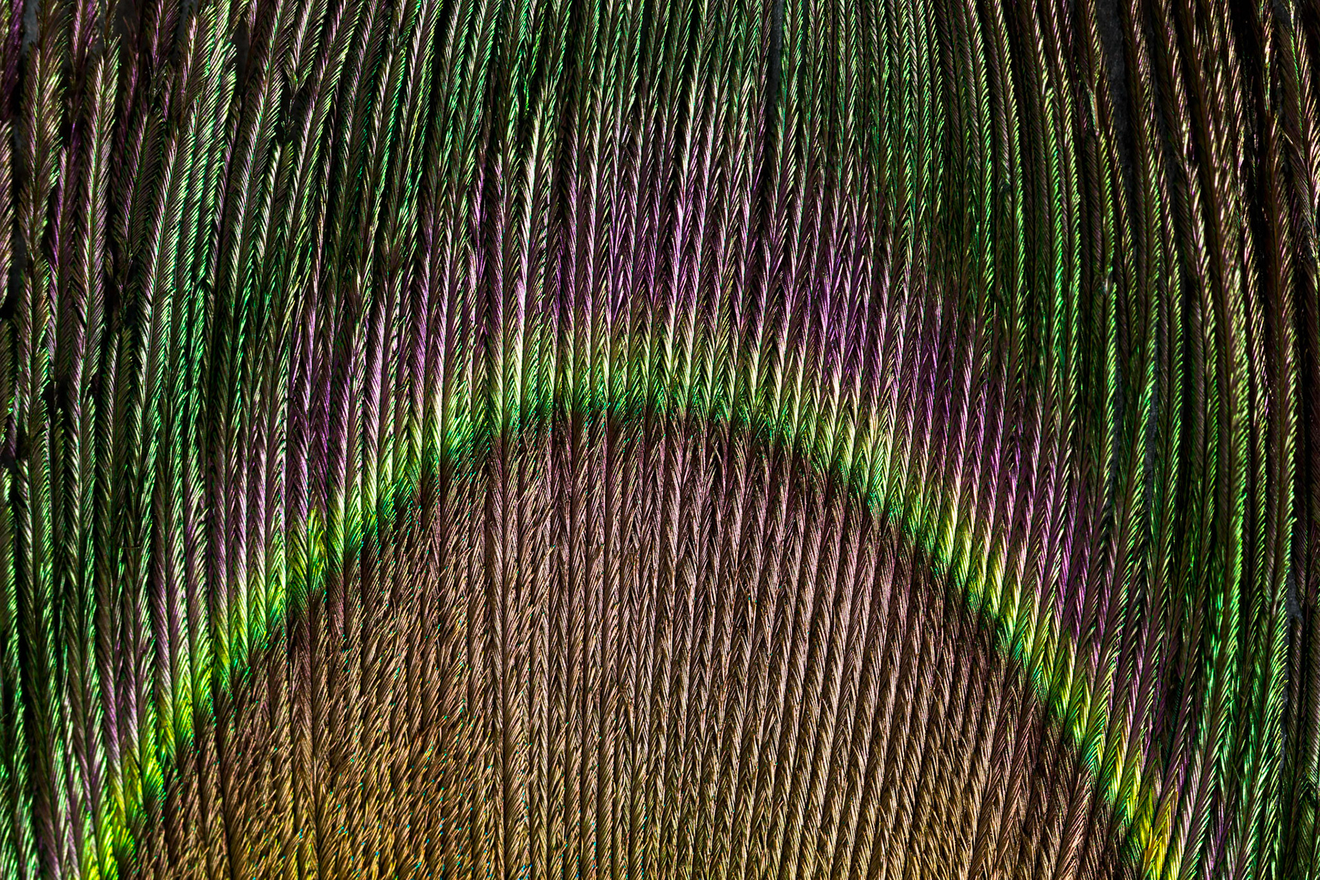 Close-up of a Peacock feather