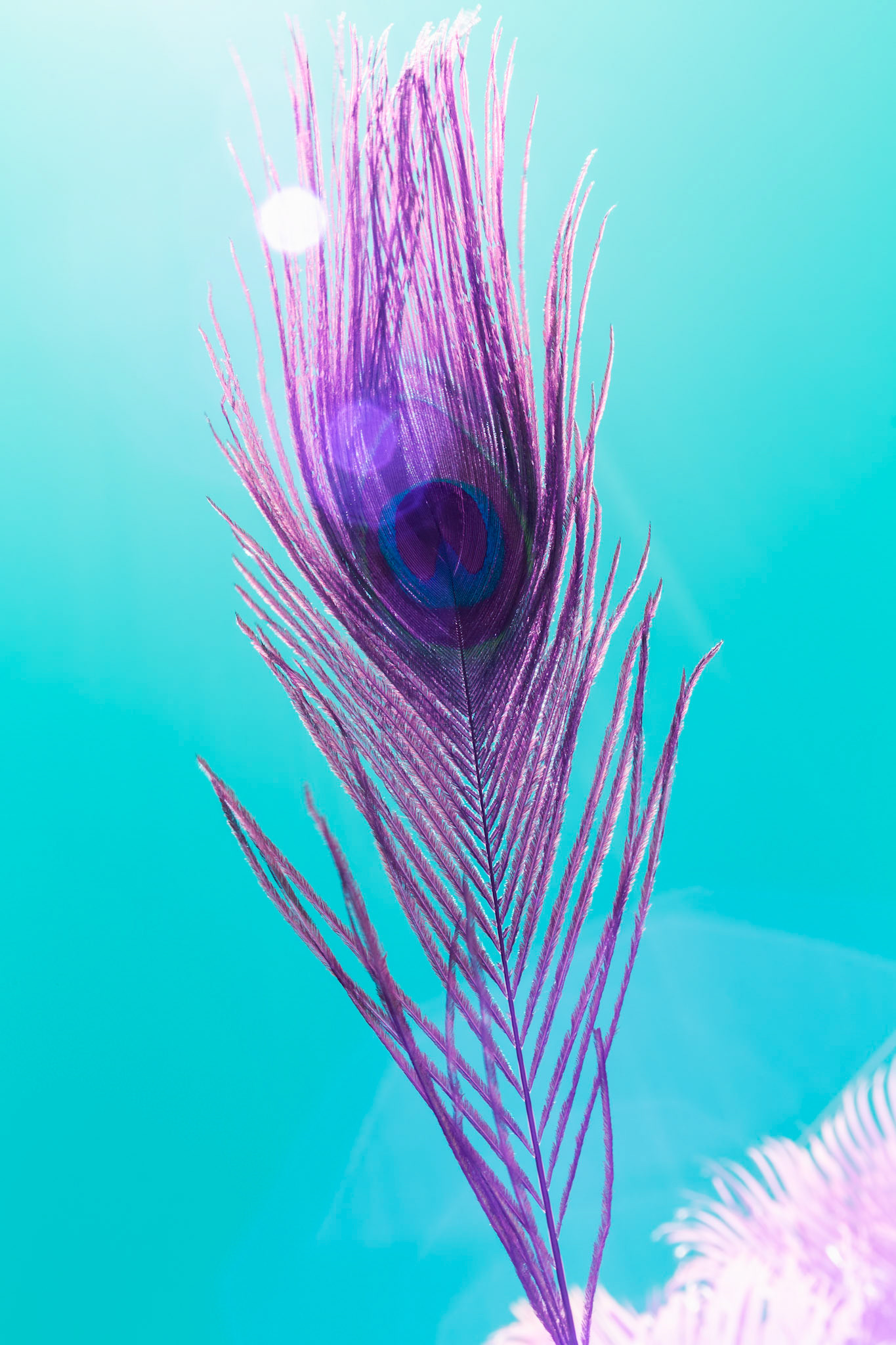 Peacock feather with blue sky in Infrared