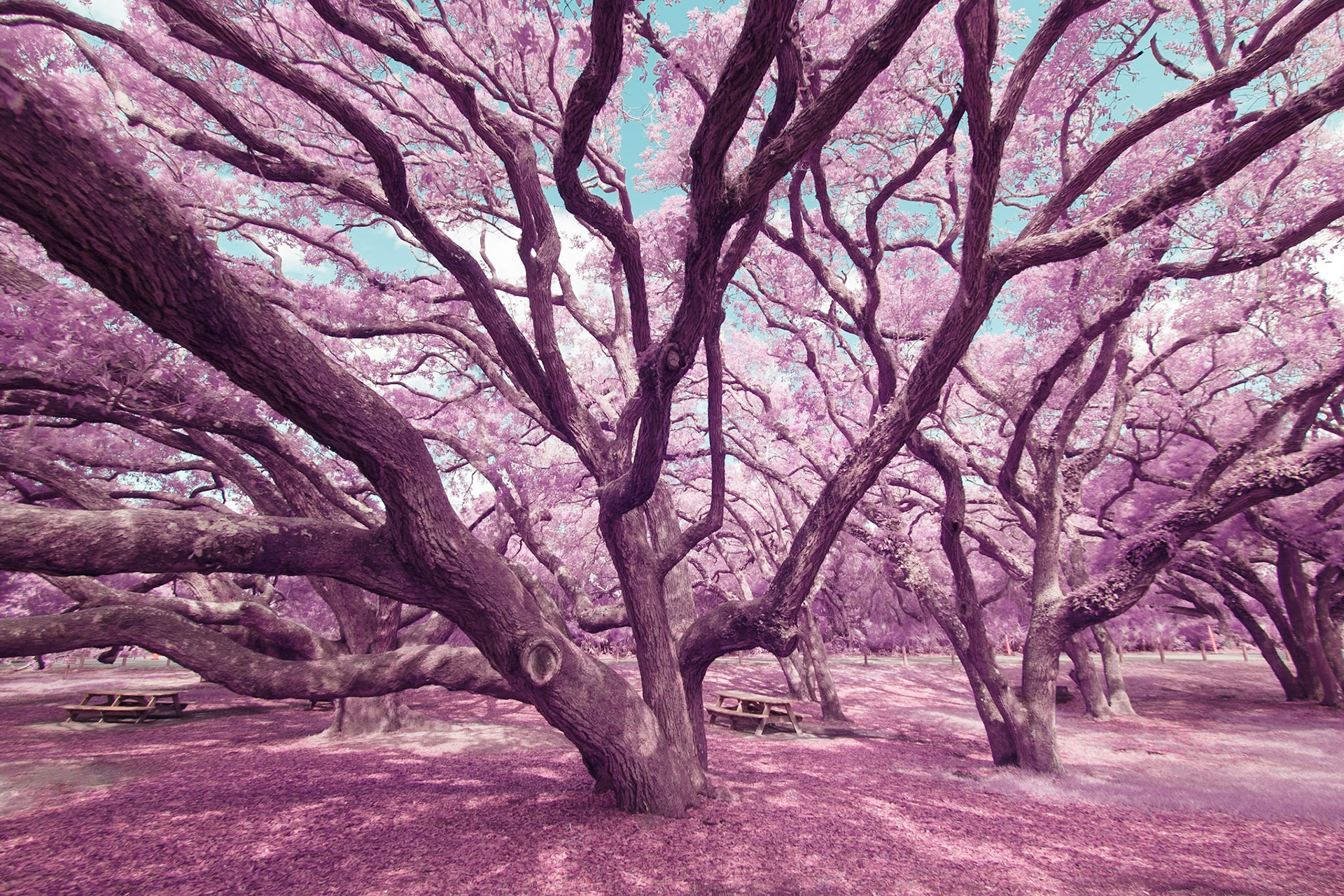 Abstract shapes from southern live oak trees in infrared