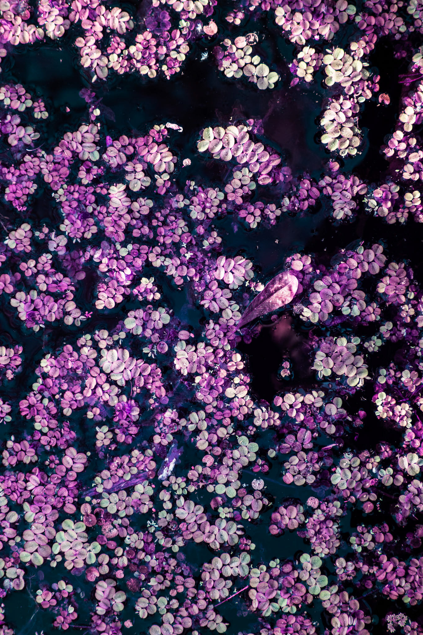 Florida's nature in Infrared Light