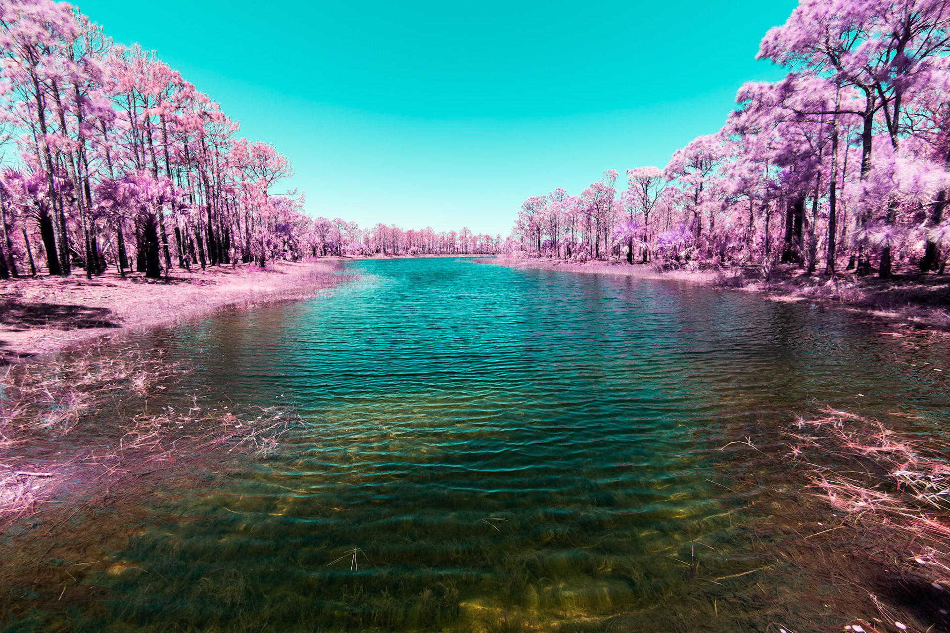 Florida's nature in Infrared light