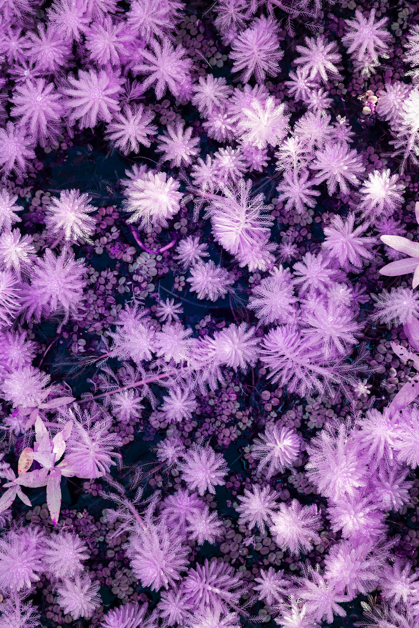 Florida's nature in Infrared Light